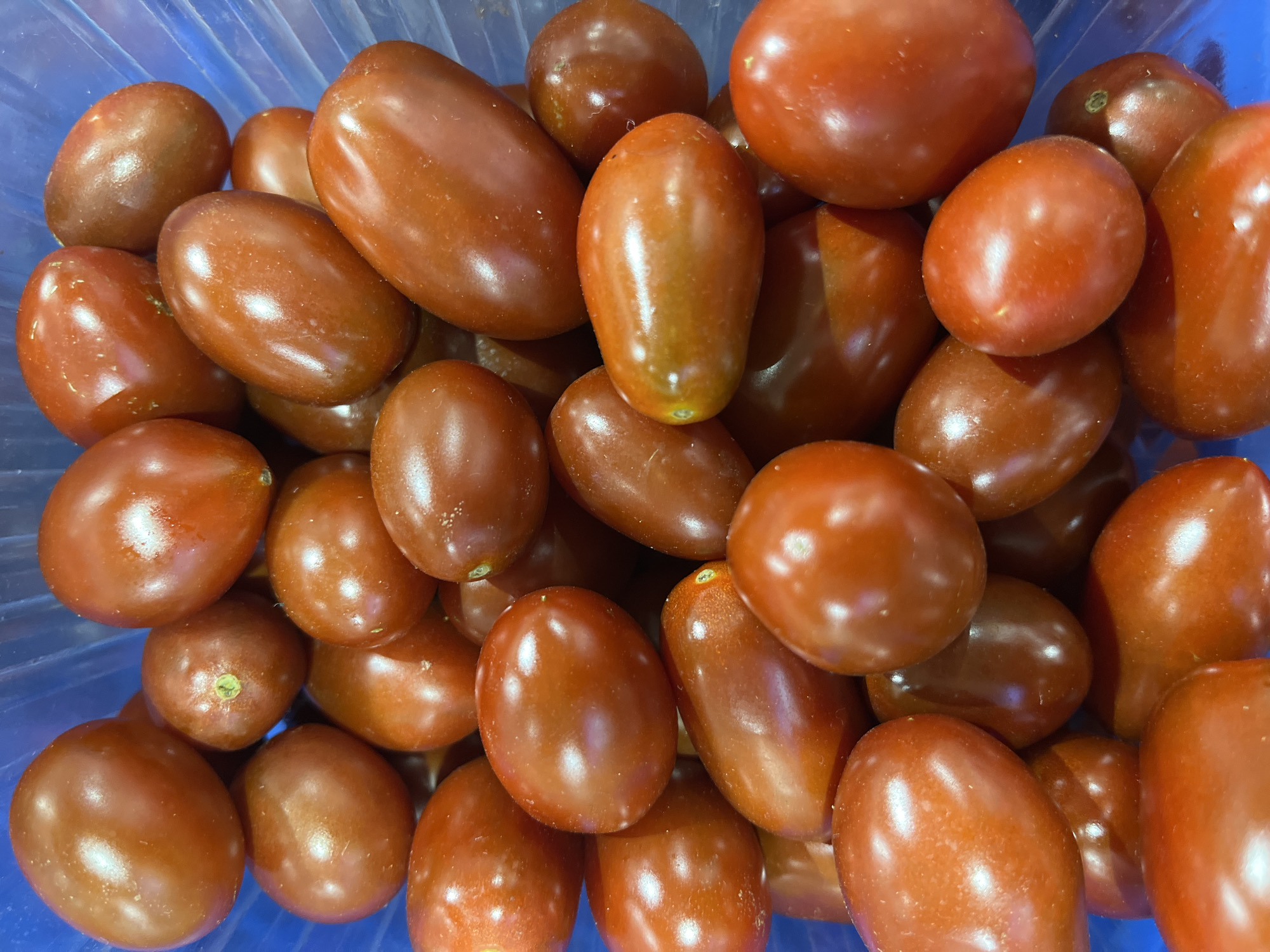 A close-up, overhead shot showcases a pile of ripe, oval-shaped cherry tomatoes in a blue plastic container. The tomatoes are a deep, glossy red-brown color, with some exhibiting a slight green or yellow hue near their stems. They are densely packed, creating a textured surface with varying highlights and shadows due to the lighting. The container's blue plastic is visible in the background and between the tomatoes, suggesting they are being stored or displayed. The image is taken at a slightly downward angle, focusing entirely on the tomatoes. There is no visible indication of the city of Astana, Kazakhstan, or any other specific location within the image itself.