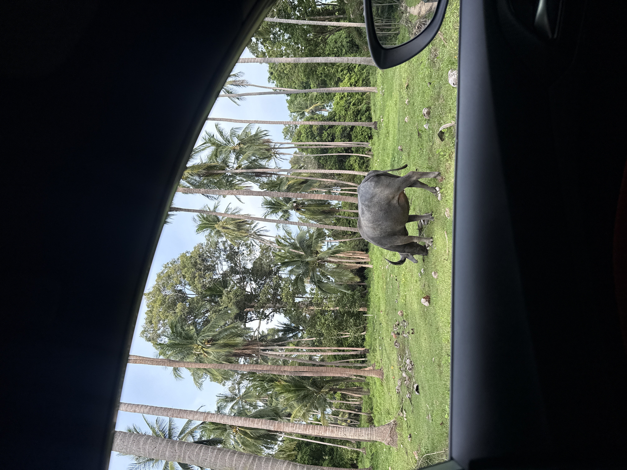 This image, taken from inside a vehicle, shows a water buffalo grazing in a grassy clearing surrounded by numerous tall, slender palm trees. The buffalo is dark gray and positioned in the mid-ground, facing left and lowering its head to eat. Scattered on the grass are pieces of what appear to be coconut husks or shells. In the background, dense green foliage and more palm trees form a natural barrier, with a glimpse of a dirt road and vegetation visible in the side mirror on the right. The sky above is overcast. The scene is indicative of a rural or tropical environment, consistent with locations like Baan Harn, Thailand.