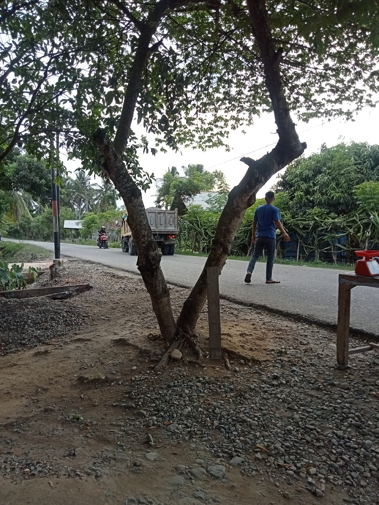 The image depicts a roadside scene in Matangsijuek Timur, Indonesia. A person wearing a blue t-shirt and jeans is walking on the asphalt road. Further down the road, a motorcycle with a rider is visible, approaching a large, yellow dump truck. The surrounding environment features a variety of trees and vegetation, including palm trees in the distance. The road is bordered by a gravel and dirt shoulder with some scattered rocks. In the foreground, the base of a large tree with a forked trunk dominates the left side of the frame. A red weighing scale is placed on a wooden table on the right side of the image. The sky is overcast, suggesting it is either early morning or late afternoon.