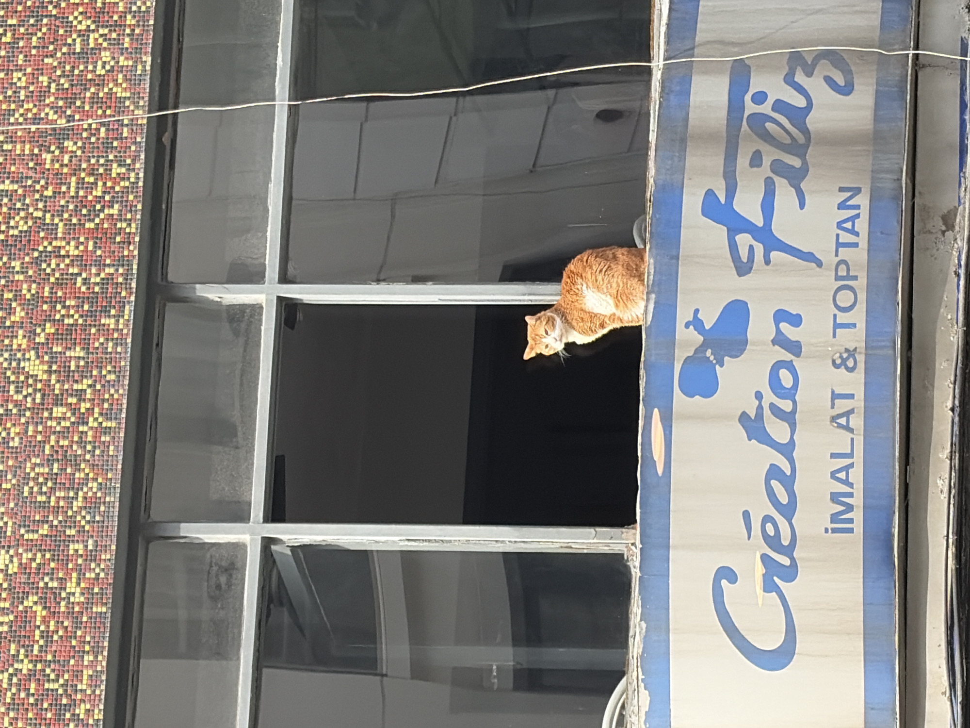 The image, taken in Şişli, Turkey, captures a curious orange and white cat peering out from a building window during bright daylight. The cat is perched on a lower window ledge, with its head tilted, looking downwards and to the left.
The building's exterior features a mosaic-tiled wall on the left, displaying a pattern of small square tiles in shades of red, orange, yellow, and black. Adjacent to this wall is a large window structure, framed in a dark material, divided into multiple panes. One of the upper window sections appears to be open or missing glass, providing the cat's vantage point. Reflections in the window panes suggest an open sky or interior details.
To the right of the window is a vertical sign, predominantly blue and white. Stylized blue text is visible on the sign, reading "Création Filiz" at the top. Below this, smaller text spells out "İMALAT & TOPTAN," which translates to "MANUFACTURE & WHOLESALE." A thin, light-colored wire runs horizontally across the upper part of the image, passing in front of both the mosaic wall and the sign. The scene depicts an everyday urban moment.