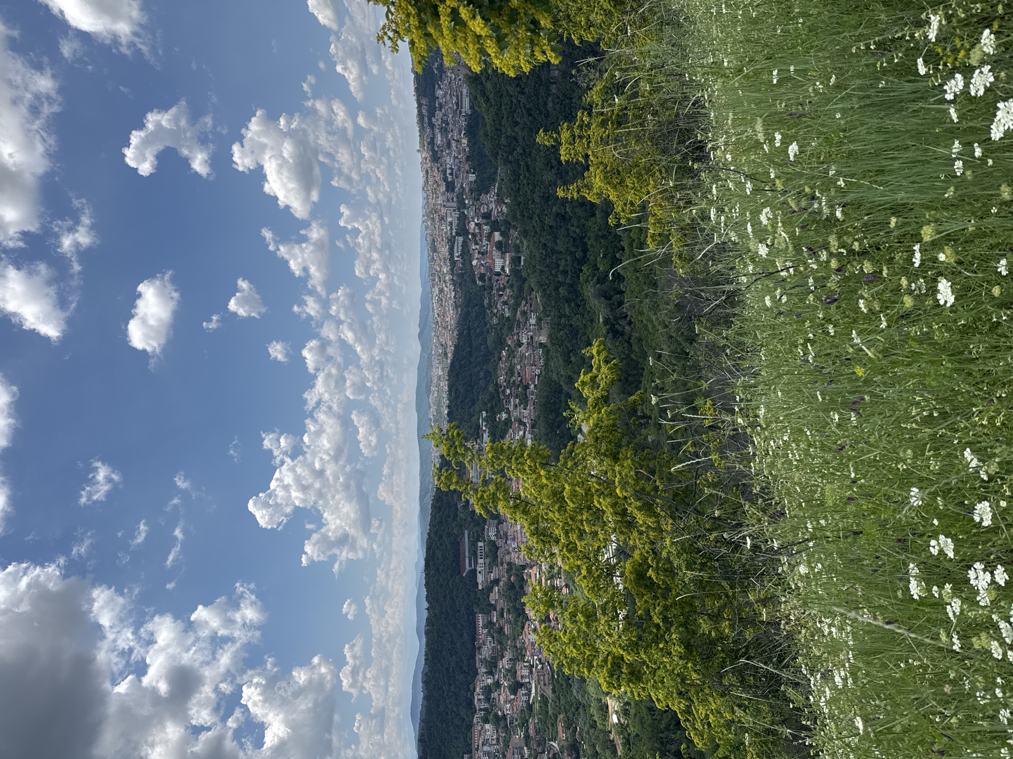This is a high-angle, wide shot of a city nestled within rolling, forested hills under a bright, partly cloudy sky. The foreground is a dense meadow of tall green grass dotted with numerous small white wildflowers and some purple ones. The middle ground shows a city with red-tiled roofs and white buildings spread across the hills, surrounded by lush green trees. In the background, a larger urban area with taller buildings is visible on the horizon. Two trees with vibrant yellow-green foliage frame the right side of the image. This vantage point is likely from a higher elevation overlooking the city, possibly from the Tsarevets fortress or a nearby hill, offering a panoramic view of Veliko Tarnovo, Bulgaria. No people are visible in the image. The overall scene is one of natural beauty and urban integration.