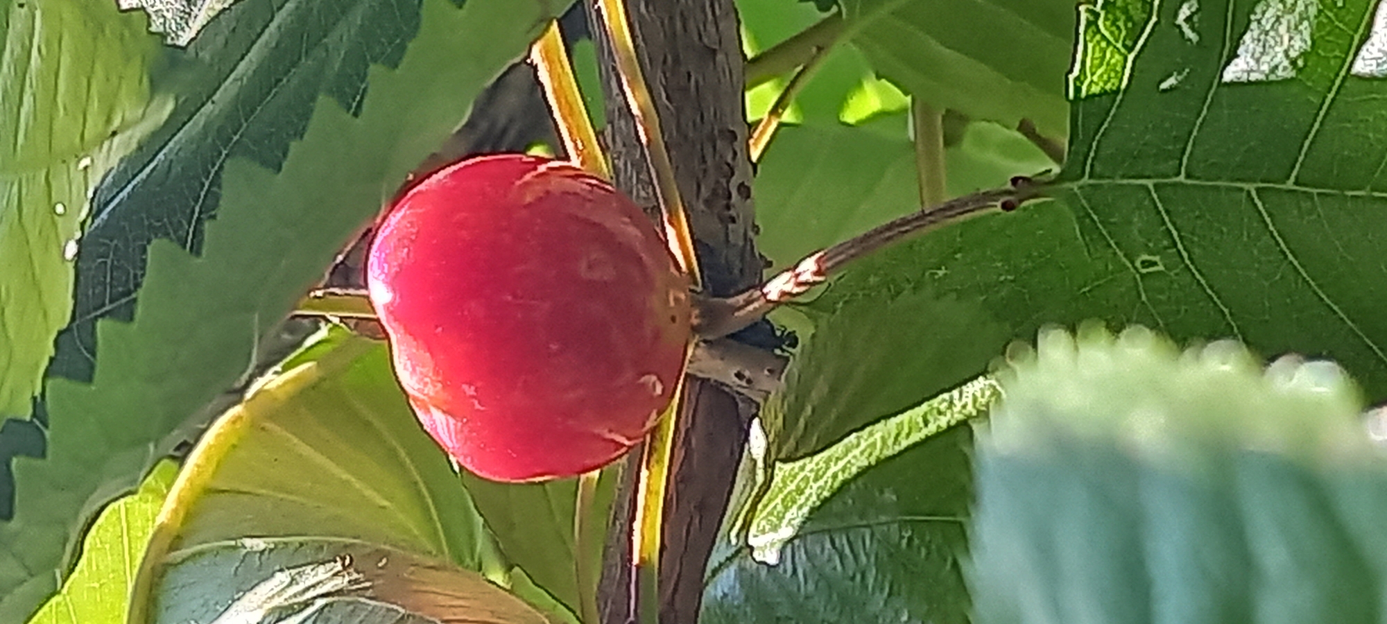 A close-up, vertically oriented shot shows a single, ripe, red berry hanging from a stem. The berry is smooth and appears slightly wet, with highlights reflecting the sunlight. It is surrounded by lush green leaves and branches. In the background, other leaves and branches are visible, creating a natural, outdoor setting. The overall impression is one of natural beauty and the bounty of nature. The image does not provide any information about the city of Kryvyi Rih, Ukraine.