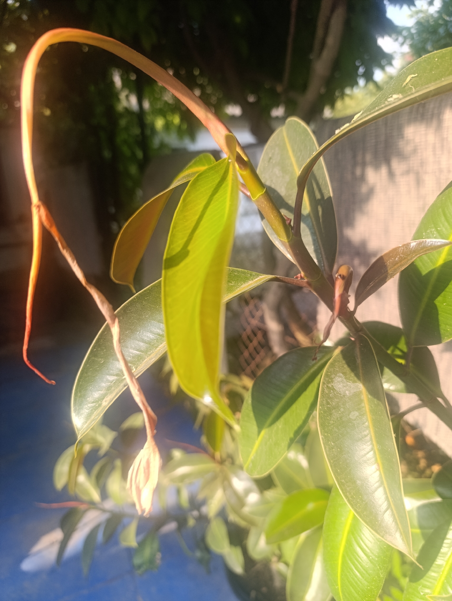 The image shows a close-up view of a rubber tree plant in an outdoor setting. The plant has several large, glossy green leaves, some of which are catching the sunlight. A long, curved stem arches over the top of the frame, and a single, elongated bud is visible hanging down, partially obscured by leaves. The background is blurred, with hints of green foliage and a light-colored, textured surface that could be a wall or fence. The overall lighting suggests it is daytime, possibly morning or late afternoon, with the sun casting shadows. There is no indication of the city of Zaliznyi, Russia, or any people in the image.