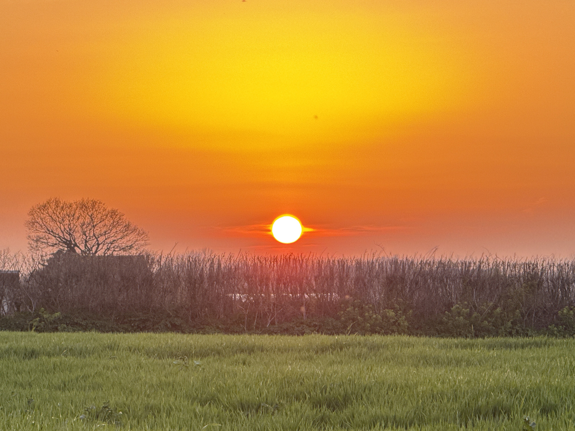 The image shows a sunset scene, likely in Gorleston-on-Sea, United Kingdom, given the context. The sun is low on the horizon, a bright white-yellow orb surrounded by a reddish glow. The sky transitions from orange near the horizon to yellow higher up. In the middle ground, there is a field of green grass. Behind the field, a line of shrubbery and trees forms a horizontal barrier. A bare-branched tree is visible on the left side, partially obscuring a building. The overall atmosphere is one of tranquility and the fading light of day.