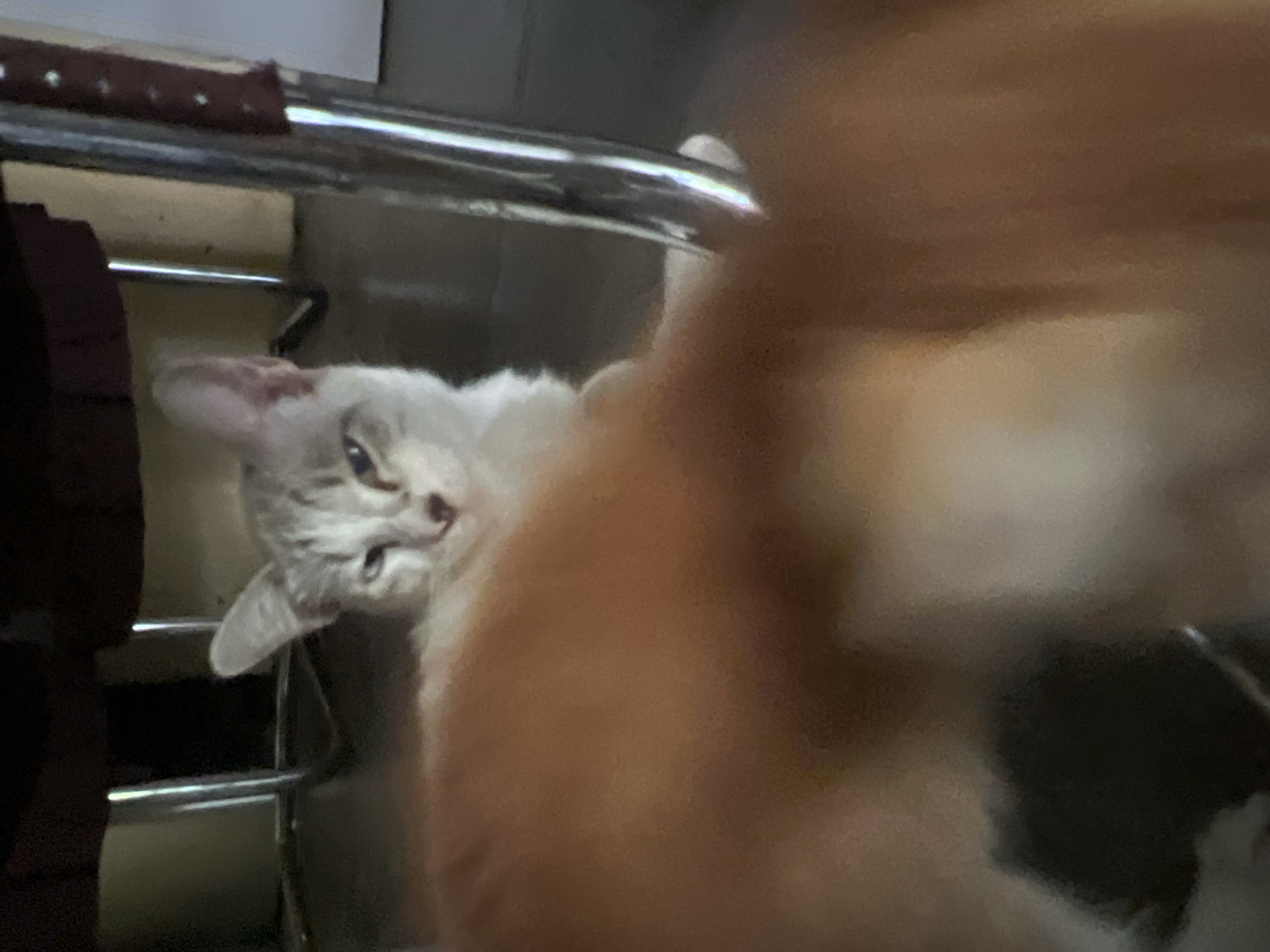 In Klapanunggal, Indonesia, a domestic short-haired cat with tabby markings is the primary subject of this image. The cat is positioned under a dark wooden surface, possibly a table or chair, supported by shiny metal legs. Its gaze is directed slightly to the left, with one eye appearing more open than the other, giving it a somewhat sleepy or judgmental expression. The cat's fur is light gray with darker tabby stripes, and its ears are pointed upwards. In the foreground, a large, out-of-focus orange mass, likely the body or tail of another animal, partially obscures the view. The background consists of a tiled floor and indistinct furniture legs.