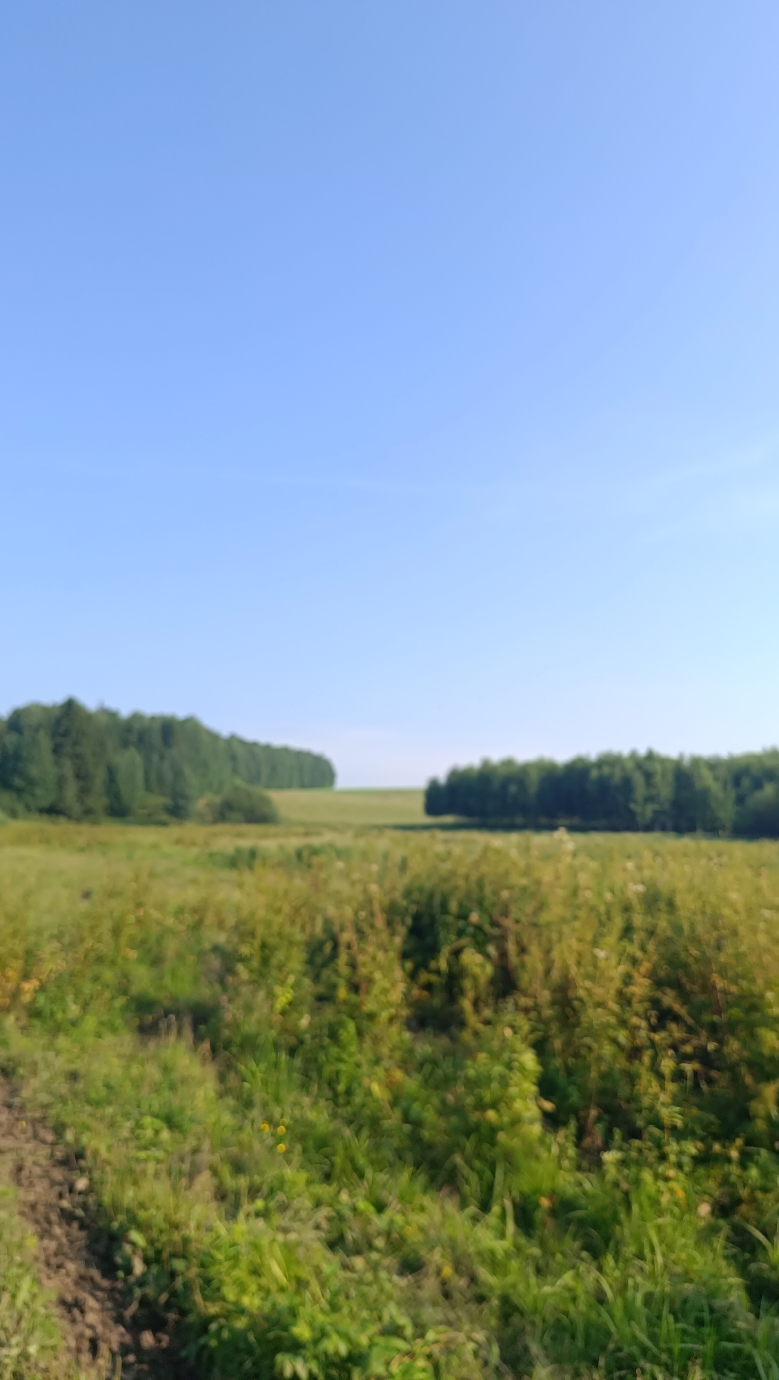 The image depicts a serene, rural landscape under a clear, pale blue sky, suggesting a bright, possibly morning or early afternoon. The foreground is dominated by a lush, green field, thick with a variety of grasses and some scattered wildflowers, including small yellow blossoms. A dirt path or a patch of tilled earth is visible on the far left of the frame, adding a rustic touch.
In the middle ground, the field transitions into a gentle slope. The horizon is marked by two distinct lines of dense, dark green trees. The trees on the left form a long, curving line, suggesting a forest edge or a planted windbreak. On the right, another, more distant line of trees creates a similar effect, creating a sense of depth and enclosing the open field. The overall scene evokes a feeling of peacefulness and natural beauty, typical of the Russian countryside. There are no people or specific objects of interest, and no visible text. The setting is consistent with the rural context of Karsha, Russia, characterized by expansive fields and forested areas.
