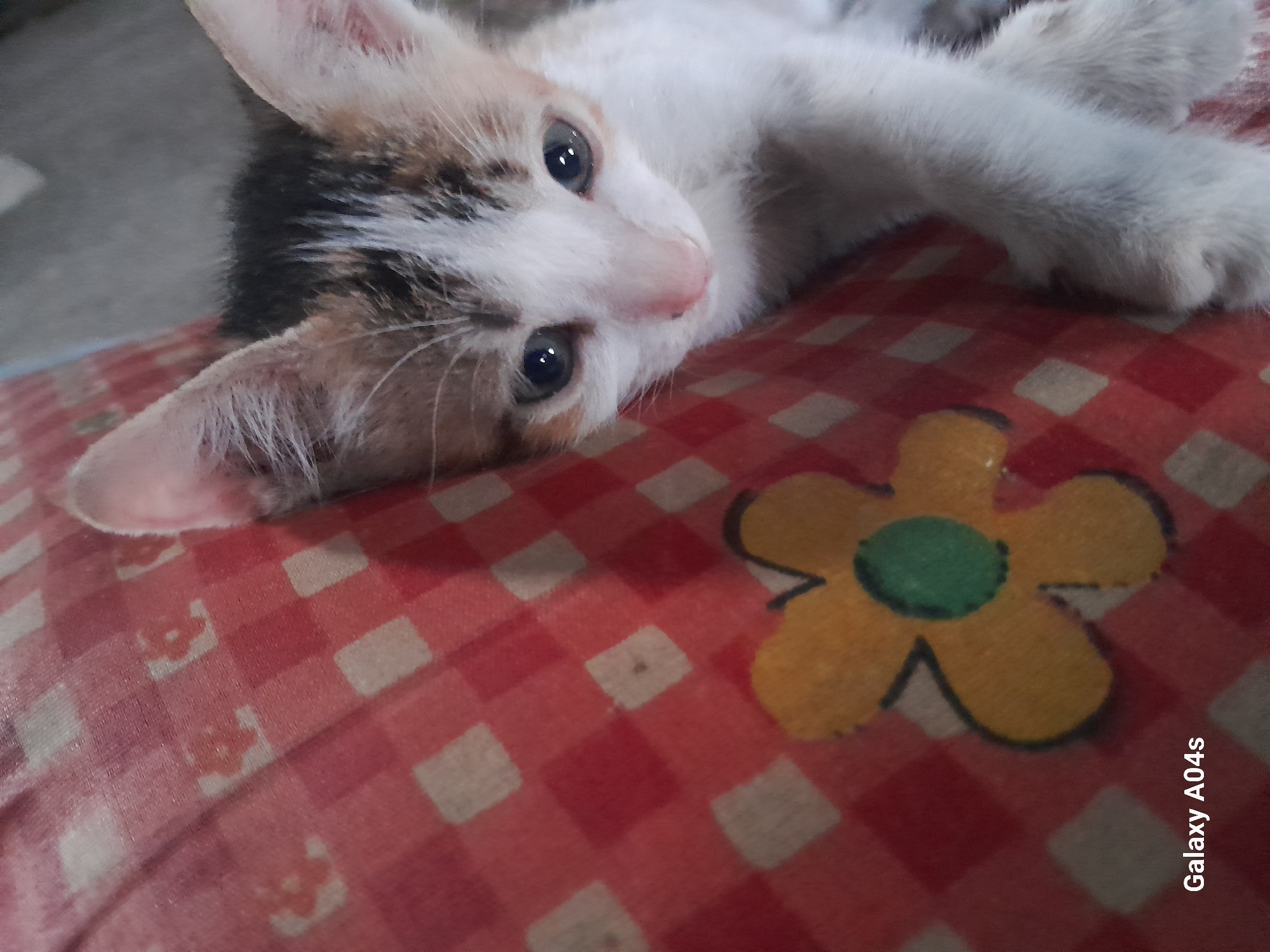 A close-up, high-angle shot shows a calico kitten with wide, dark eyes peering into the camera. The kitten's fur is a mix of white, black, and orange. Its paws are resting on a red and white checkered fabric with a yellow flower pattern. The background is a gray, textured surface. The bottom left corner of the image contains the text "Galaxy A04s". The image was taken in Pilangpayung, Indonesia.