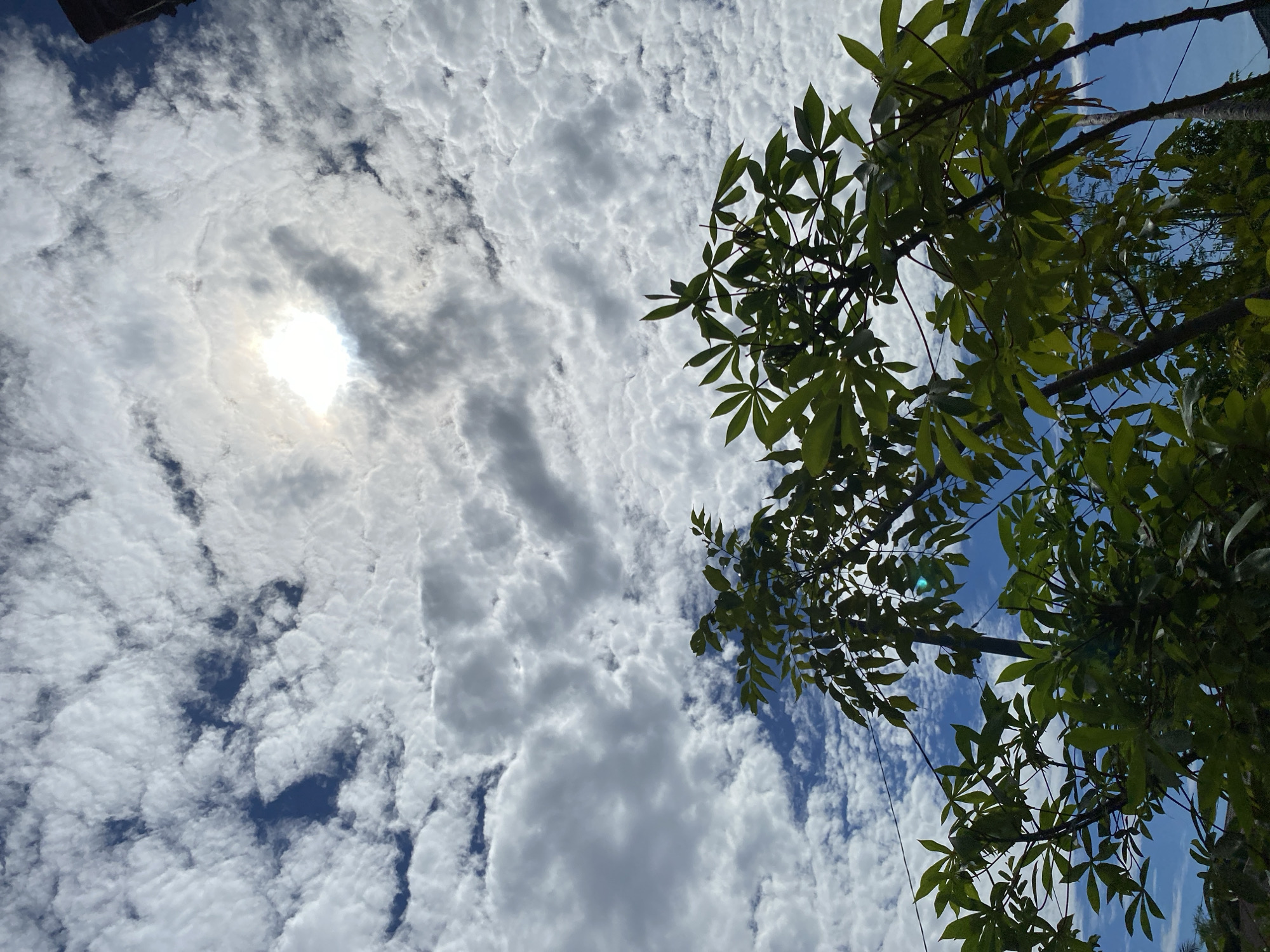 The image shows a view of the sky from a low angle, with green foliage of trees in the foreground. The sky is partly cloudy, with patches of blue visible between the white clouds. The sun is visible in the upper center of the image, partially obscured by clouds. A dark, vertical object, possibly a building or a utility pole, is visible on the far right edge of the frame. The leaves of the trees are large and appear to be from a broadleaf plant. The scene suggests an outdoor environment, likely in a tropical or subtropical region, given the lushness of the foliage and the bright sunlight. Without specific landmarks or context, pinpointing the exact location within Banda Aceh, Indonesia is not possible, but the general description aligns with the climate and vegetation typical of the region.
