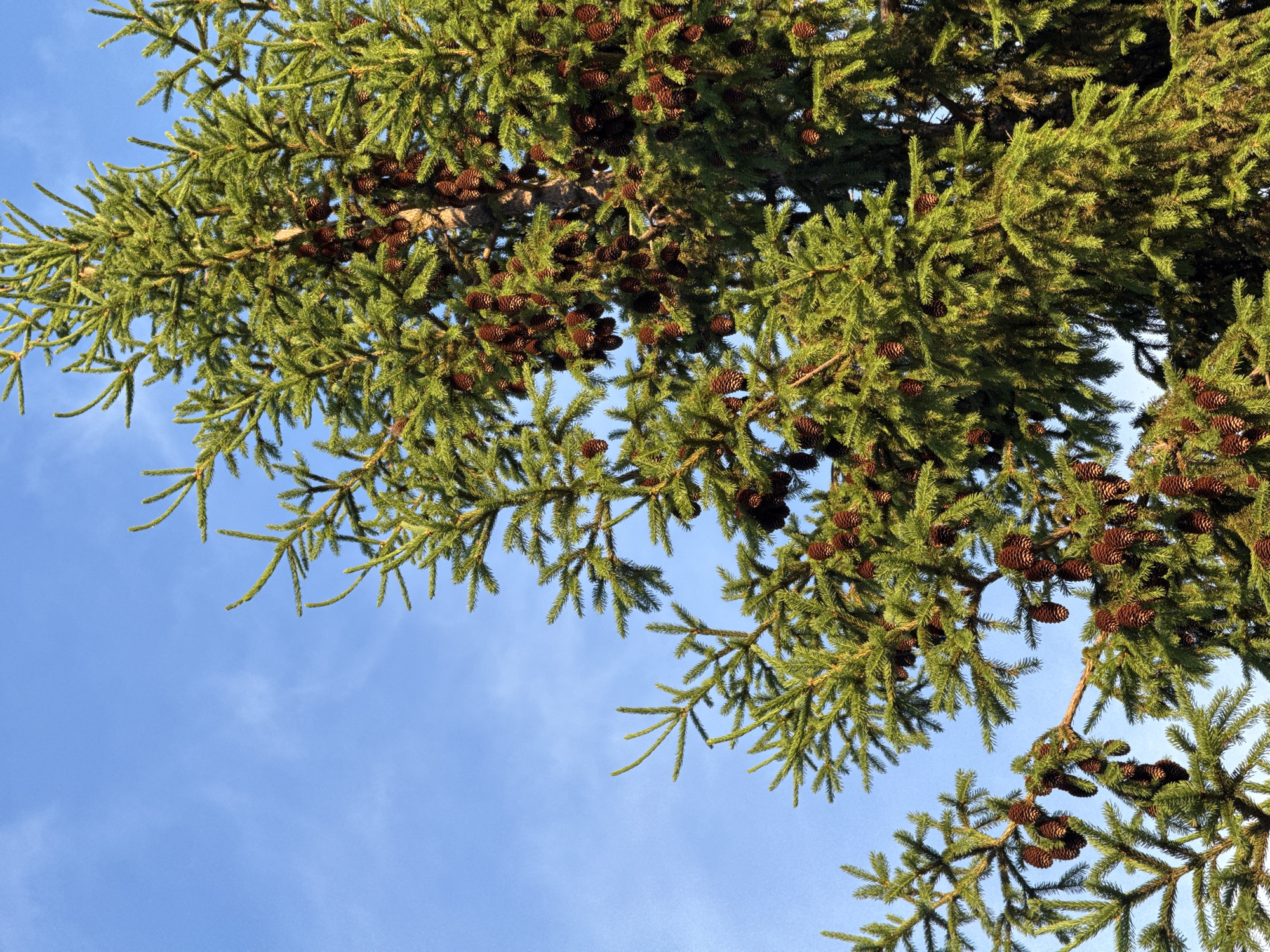 Looking upwards, the image shows the branches of a coniferous tree against a pale blue sky with faint white clouds. The branches are dense with green needles and adorned with numerous brown pine cones. The image likely portrays a tree found in a park or forest setting. Location information (Kazan, Russia) is not discernible from the visual content of the image alone.