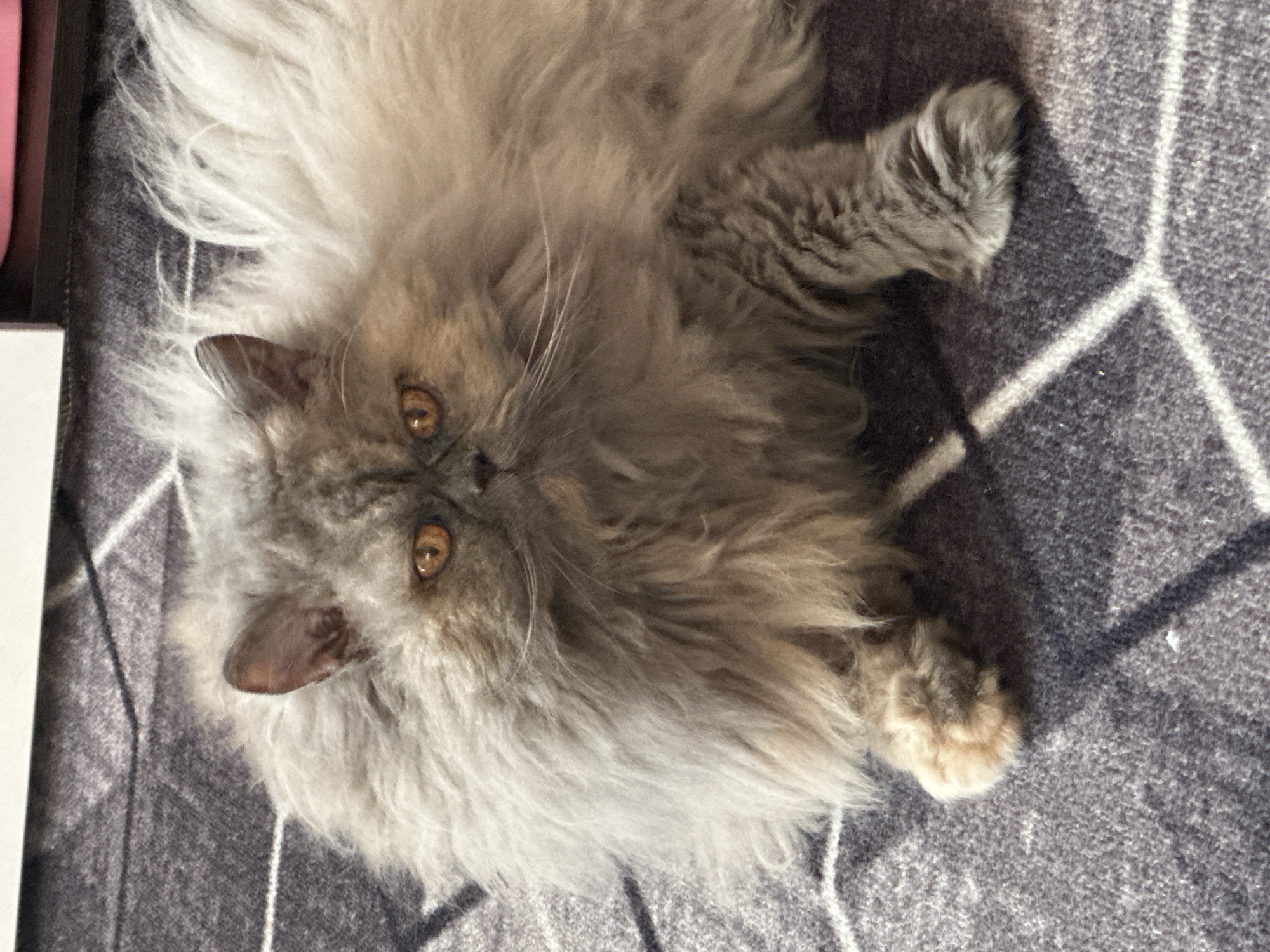 A long-haired, gray Persian cat is lying on a gray rug with a white geometric pattern. The cat has amber eyes and is looking directly at the camera. Its fur is very fluffy and covers most of its body. The rug appears to be indoors, possibly in a living room. There is no information in the image to suggest this scene is located in the city of Chaikovsky, Russia.