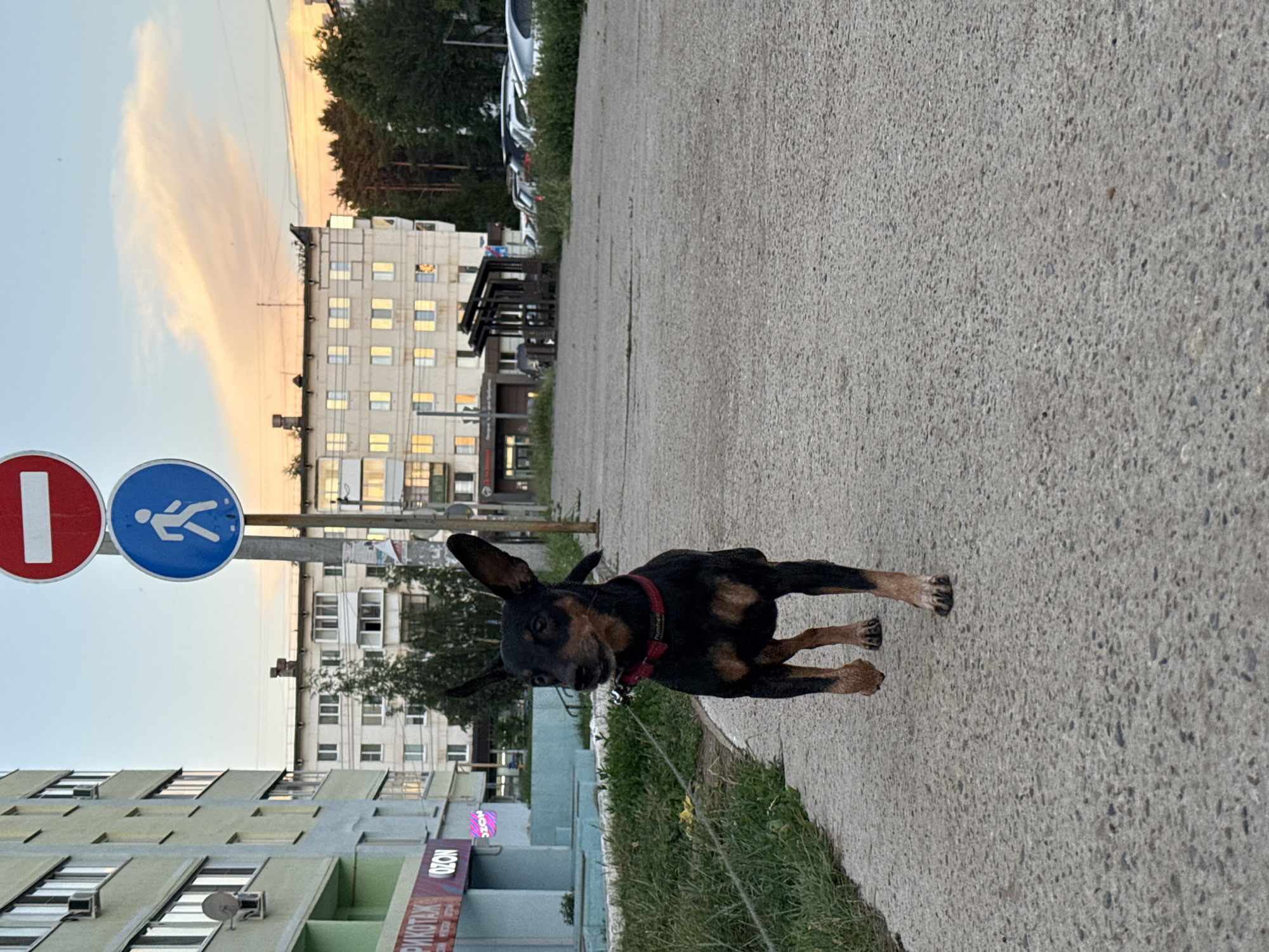 A miniature Pinscher dog, wearing a red collar, is walking on a concrete sidewalk in Chaikovsky, Russia. The dog is black and tan and appears to be in motion. To the left of the dog is a grassy area and a light-colored building with multiple windows. Above the building, traffic signs for "no entry" and a pedestrian crossing are visible. In the background, there is a larger residential building with lit windows, and beyond that, trees and a hazy sky with orange clouds. To the right of the dog, the sidewalk continues, leading to a parking area with several cars. The scene appears to be set during the late afternoon or early evening.