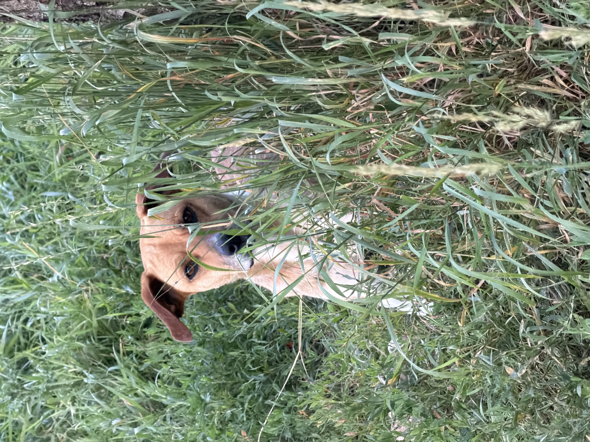 A brown dog with floppy ears peeks out from a dense growth of green grass. The dog's head is angled, and its eyes are looking towards the camera. The fur on its head is a lighter brown, contrasting with the darker brown of its ears. The dog appears to be lying down or partially hidden within the tall grass. The background consists of more greenery, suggesting an outdoor setting, possibly a field or meadow. The lighting indicates it is daytime, with no specific clues about the weather. The image is taken from a top-down perspective. There is no visible text in the image.