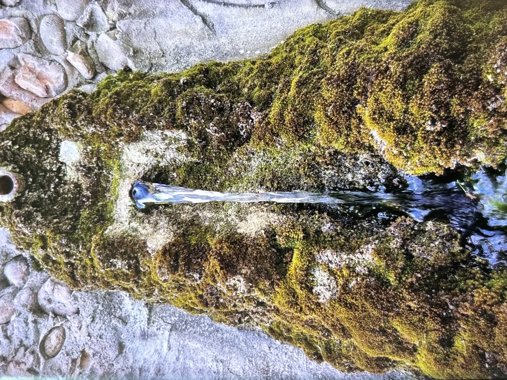 The image displays a close-up view of a functional outdoor water feature, likely situated in Wolverhampton, United Kingdom. A steady stream of clear water emerges from a dark, circular spout on the left, flowing horizontally across the frame. The water forms a narrow channel before broadening and pooling towards the right side of the image, where its surface reflects shades of blue.
The primary subject surrounding the water flow is a dense, lush carpet of moss, adhering to a stone or concrete structure. The moss exhibits a rich palette of greens, ranging from bright, vibrant chartreuse to darker, more muted olive tones, with sporadic patches of brownish and whitish growth intermingled. This organic texture provides a stark contrast to the rugged, grey stonework visible along the top, bottom, and left edges of the image, which appears to be composed of embedded pebbles and rough, worn concrete.
The scene is illuminated by natural daylight, indicating daytime. There are no people visible, and the activity is limited to the continuous flow of water from the spout. The overall impression is one of natural tranquility and the interplay between man-made structures and pervasive organic growth. No discernible text is present in the image.