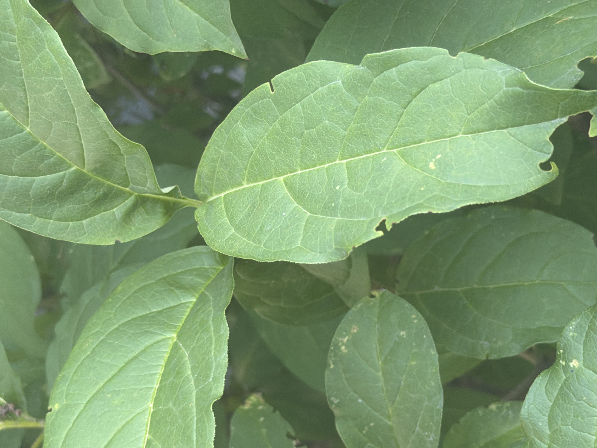 The image is a close-up of several green leaves, likely from a plant or shrub, in an outdoor setting. The leaves are veined and some show signs of minor damage, such as small holes or ragged edges, suggesting insect activity or natural wear. The lighting is soft, indicating it might be overcast or the image was taken in shaded conditions. The background is blurred and dark green, providing no specific details about the surroundings. The location is not identifiable from the image itself. There are no people, animals, or man-made objects visible.