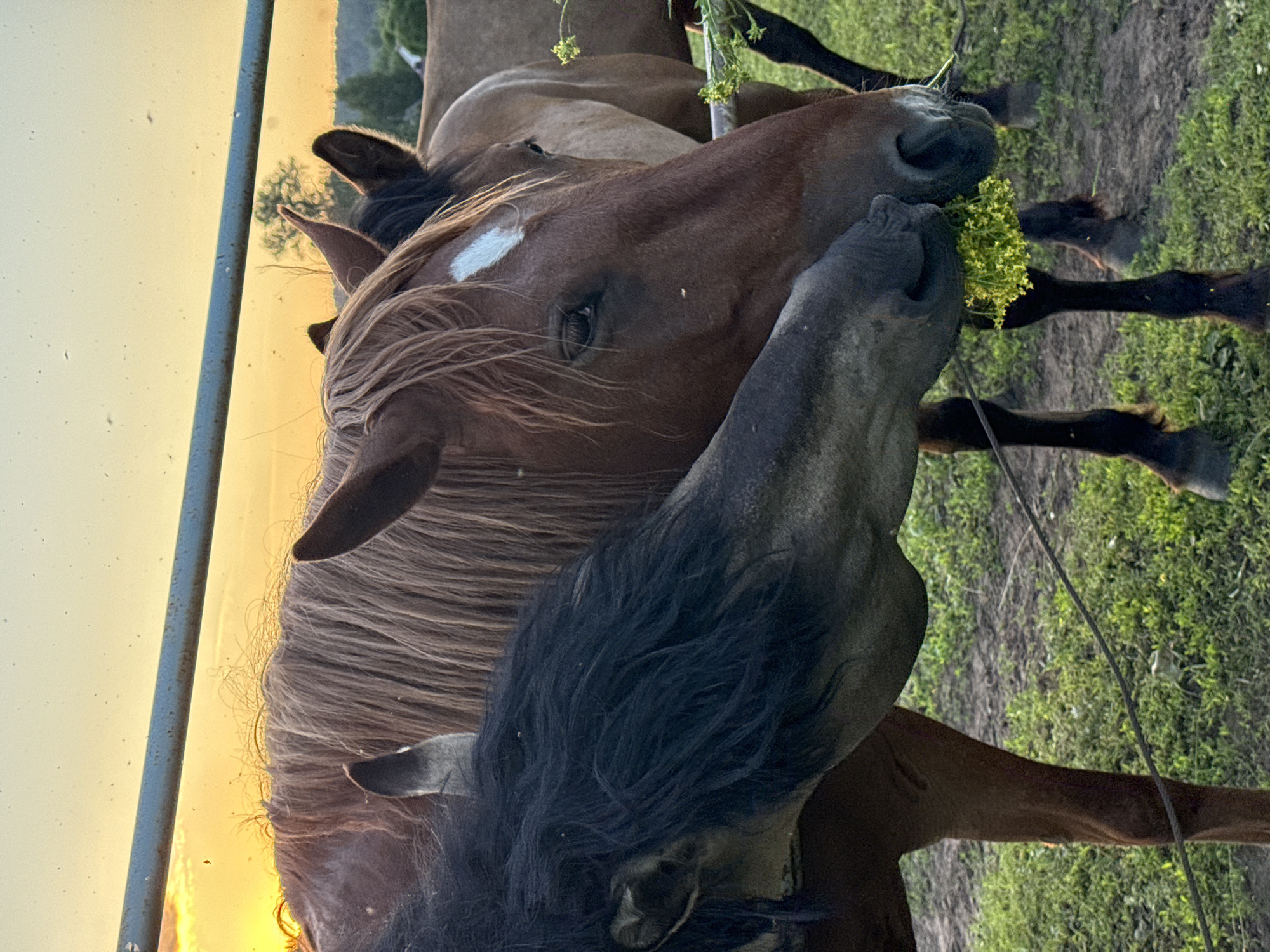 In Opary, Russia, two horses are depicted during the golden hour. One horse, primarily brown with a lighter mane and a white marking on its forehead, is positioned in the foreground, facing right and slightly downwards. The other horse, mostly dark brown or black with a thick mane, is on the left, its head tilted towards the brown horse and its muzzle touching a cluster of yellow wildflowers. Both horses appear to be grazing on the wildflowers, which are being held by the brown horse's muzzle. In the background, a metal fence runs horizontally, and the sky is illuminated by the setting sun, casting a warm, orange glow. The ground is covered in green grass and dirt. A portion of another horse, lighter brown in color, is visible behind the main subjects.