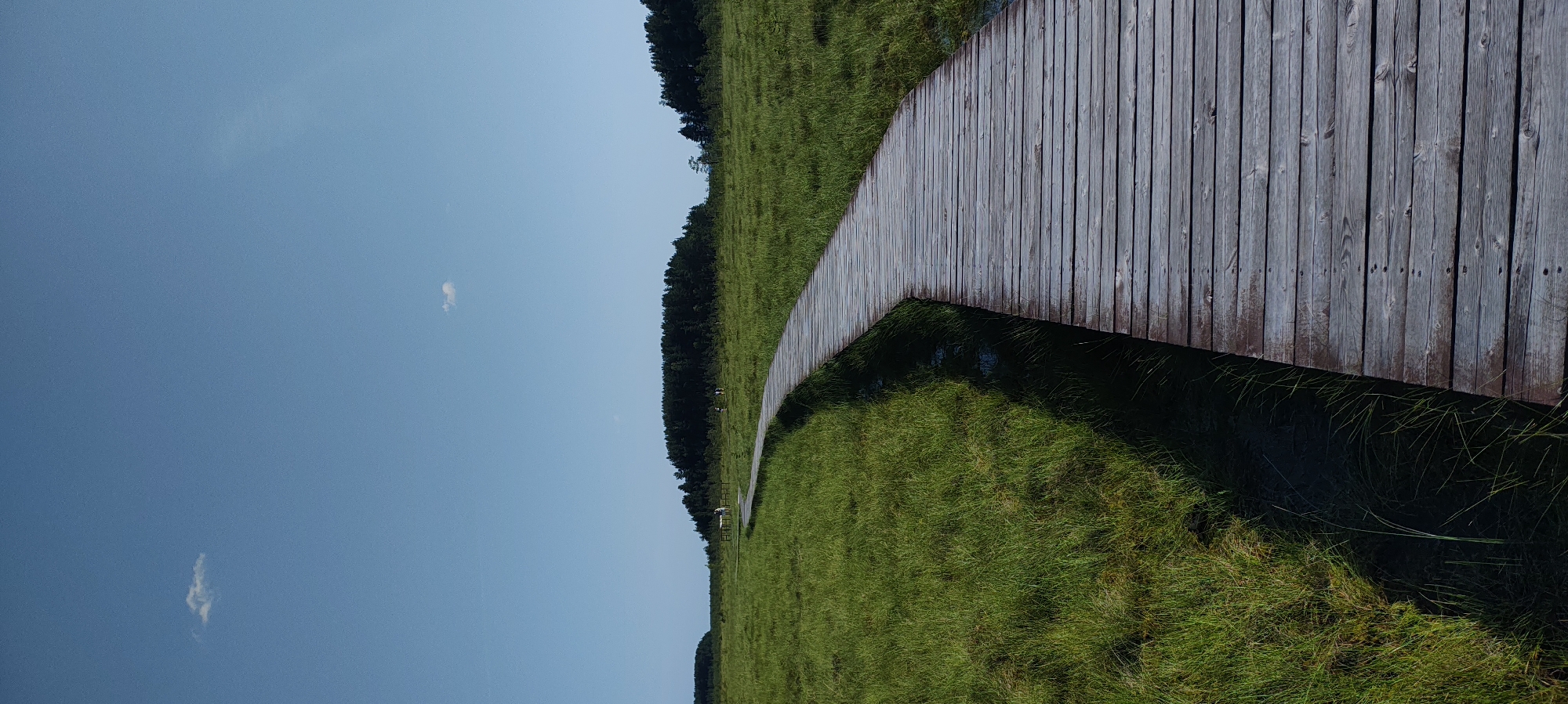 The image shows a wooden boardwalk winding through a vast, green, grassy marshland under a clear blue sky with two small, wispy clouds. The boardwalk, made of weathered wooden planks, curves from the foreground into the distance. The marsh is dense with tall grass, and dark water is visible alongside the boardwalk, suggesting a wetland environment. In the far distance, a dense line of dark green trees forms a treeline on a gentle rise. Further left, two small groups of people can be seen standing near a wooden structure in the marsh, and a few more individuals are walking in the distance towards the treeline. The scene captures a serene, natural landscape in Beloostrov, Russia, likely a park or nature reserve, with a constructed path for visitors.