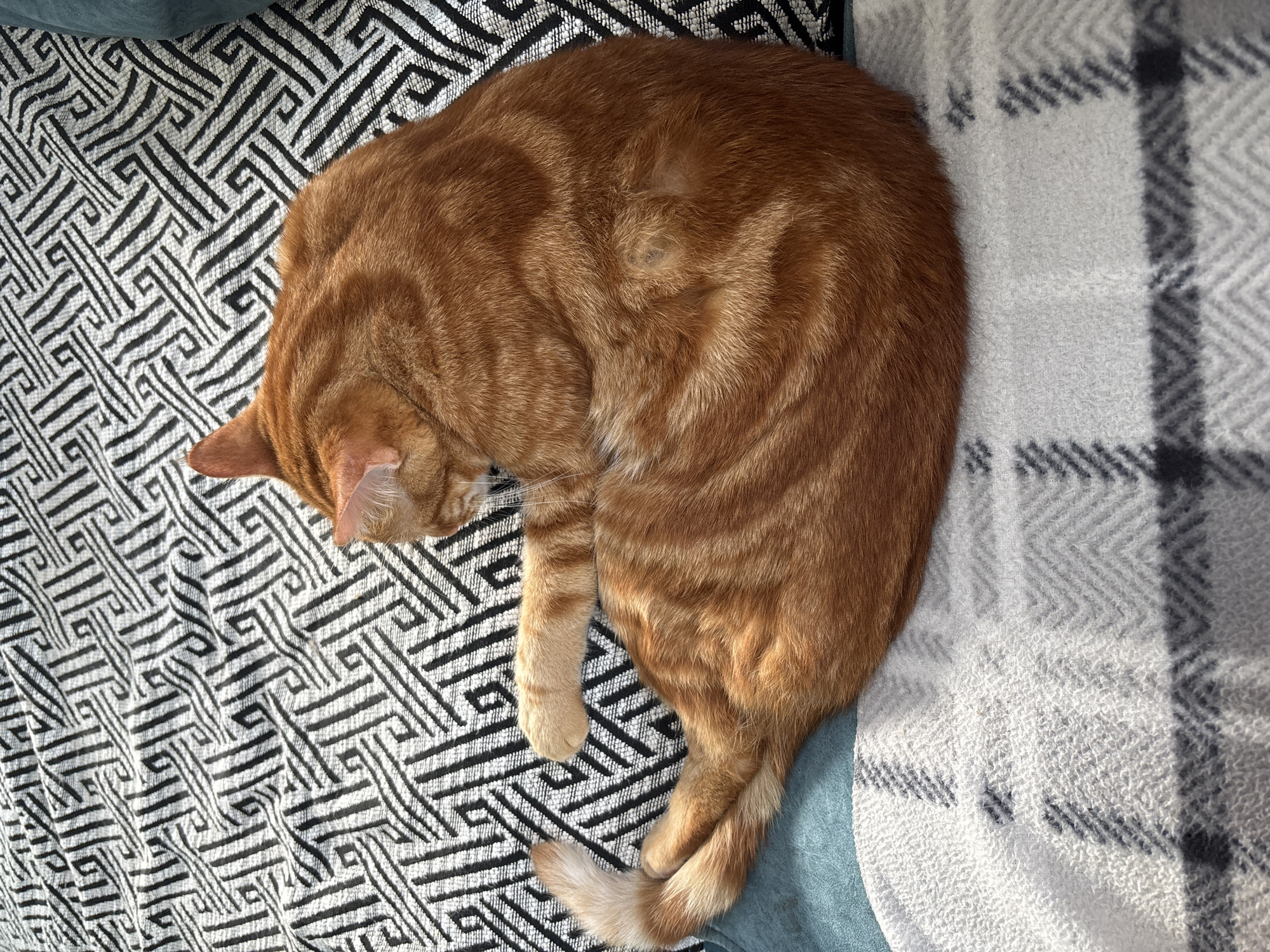 An orange tabby cat is curled up asleep on a blanket with a black and white geometric pattern. The cat is positioned on its side, with its head tucked in and its tail curled around its body. The blanket appears to be soft and plush, with a slightly textured surface. The scene suggests a comfortable and relaxed atmosphere. The image does not contain any information about the location in the city of Natukhayevskaya, Russia.