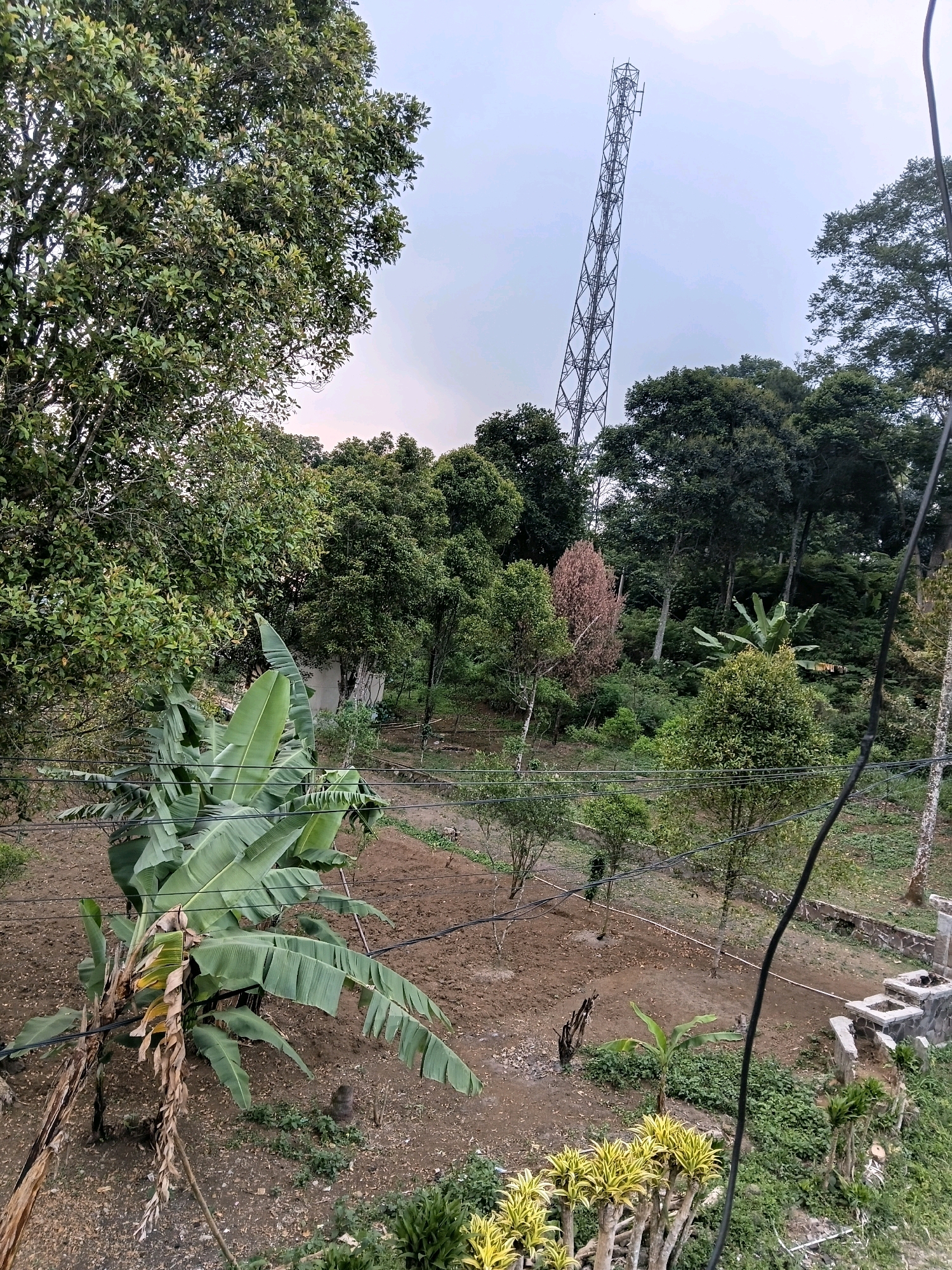 The image depicts an outdoor scene in Ciater, Indonesia, characterized by lush vegetation and a prominent telecommunications tower. The foreground is dominated by a cluster of large-leafed banana plants, some with dried stalks, situated in a patch of tilled soil. Several power lines traverse the scene horizontally. In the midground, more trees and bushes are visible, including a tree with reddish-brown foliage. The background features a dense forest canopy, a tall, lattice-style telecommunications tower extending into the sky, and a faintly overcast sky. The overall impression is of a rural or semi-rural environment with a blend of natural elements and infrastructure.