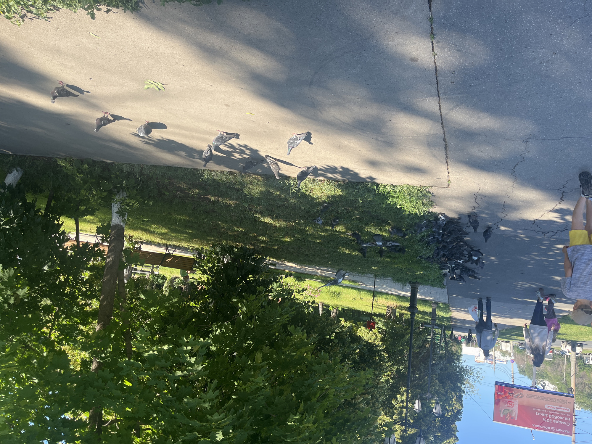 The image depicts a street scene in a city, likely during daytime given the clear sky and sunlight casting shadows. In the foreground, a paved walkway runs diagonally from the bottom left to the upper right. A young boy wearing a grey t-shirt and yellow shorts is walking away from the camera on the left side of the walkway. Several pigeons are scattered across the walkway and on the adjacent grassy area. Further back, a woman and a child are walking away from the camera, with the woman wearing a grey hoodie and the child in a pink outfit. A man is walking behind them, carrying a white plastic bag. In the background, there are streetlights, trees with lush green foliage, and a large billboard on the left advertising a discount at "Magnit Dostavka". The overall impression is a mundane urban environment with pedestrians and pigeons coexisting.