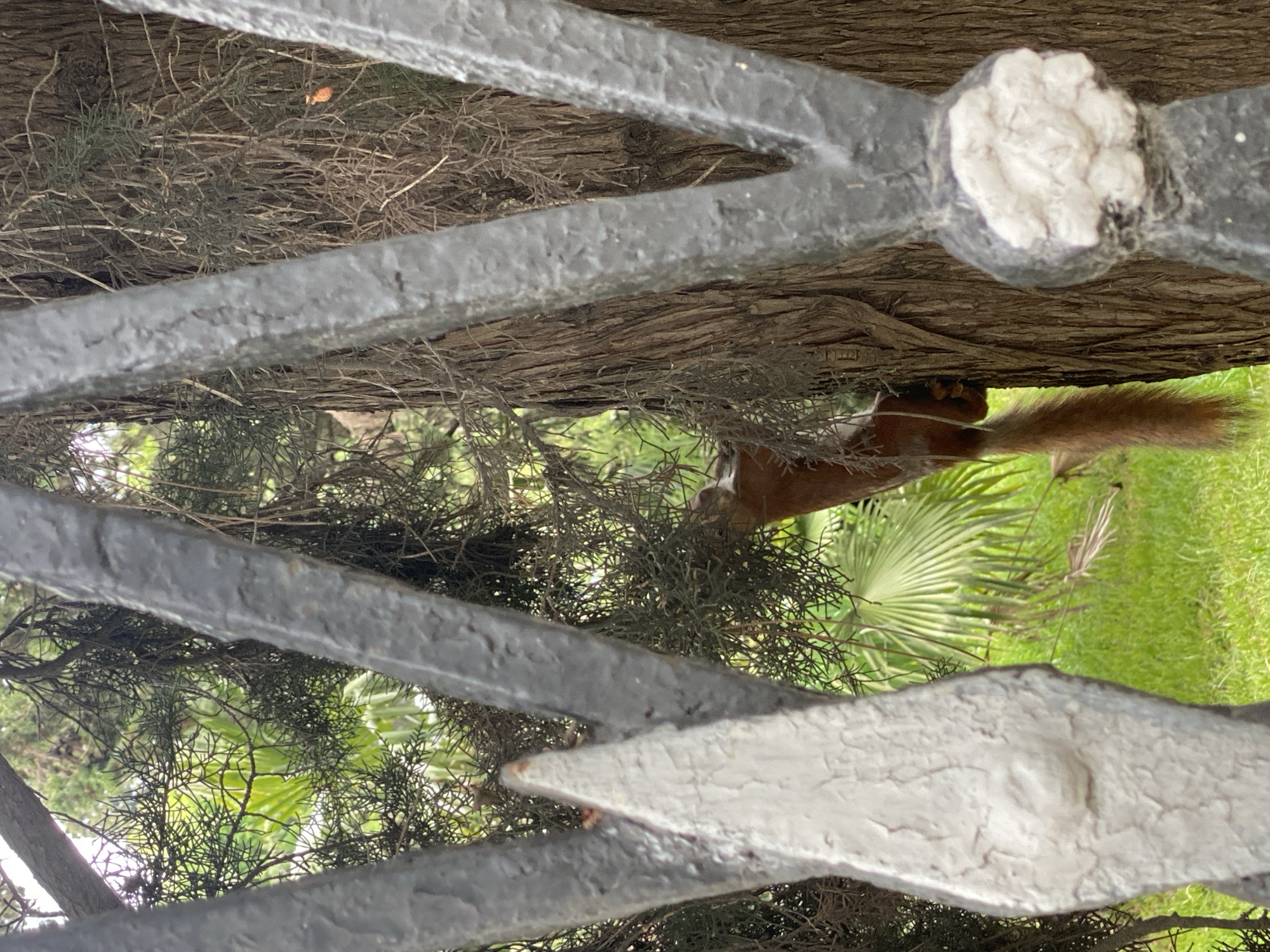 A squirrel is visible through an ornate, dark-colored metal gate. The squirrel, with a brown body and bushy tail, appears to be partially hidden in Spanish moss growing on a tree. Green grass and a palm tree are visible in the background. The location is Sochi, Russia.