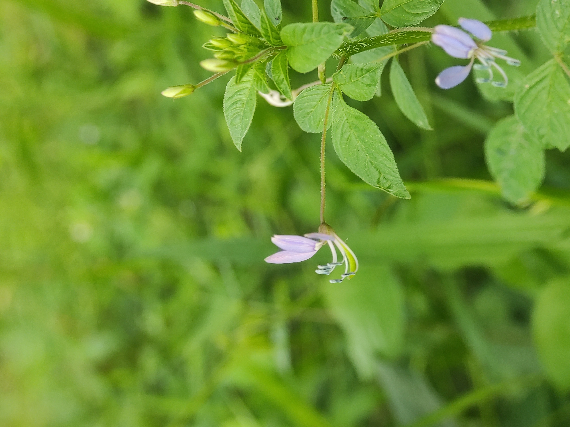 The image shows a close-up of a plant with light purple flowers and green leaves. The background is a blurred expanse of green, suggesting grass or other vegetation. The plant appears to be in a natural outdoor setting. There are no discernible people or objects in the immediate vicinity other than the plant itself. The image gives no specific details indicating that the plant is located in Lhokseumawe, Indonesia; there is no way to verify the specific location based on the image alone.
