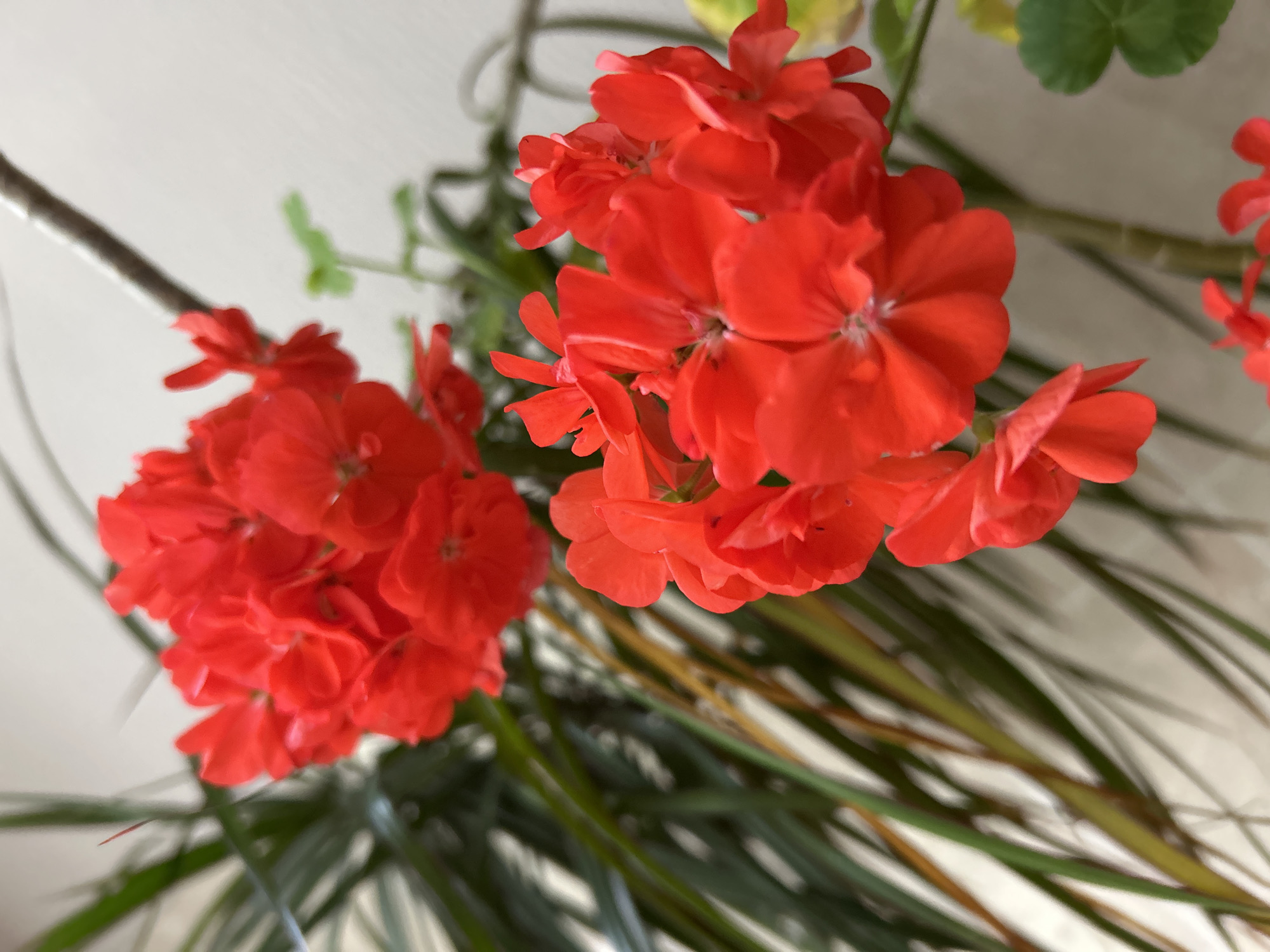 A close-up, slightly blurred photograph captures two clusters of bright red geranium flowers against a neutral, off-white background. Green, spiky foliage of another plant is visible behind the flowers, and a thin, brown stem extends from the upper right. The lighting suggests an indoor environment, possibly near a window. The scene depicts houseplants. No specific location in Zelenograd, Russia, can be determined from the image.