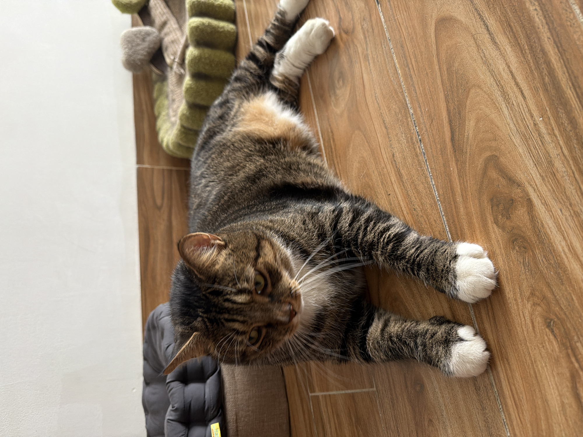 The image shows a tabby cat lying on a wooden floor. The cat has brown, black, and white fur with distinct stripes. Its front paws are white, and it has white whiskers. In the background, there are two pet beds. One is a dark gray, padded bed, and the other is a green, round bed with a tan interior. The wall behind the beds is white. The scene is indoors, and there are no people or animals other than the cat visible. The location is not specified in the image, and no elements suggest it is in Đà Nẵng, Vietnam.