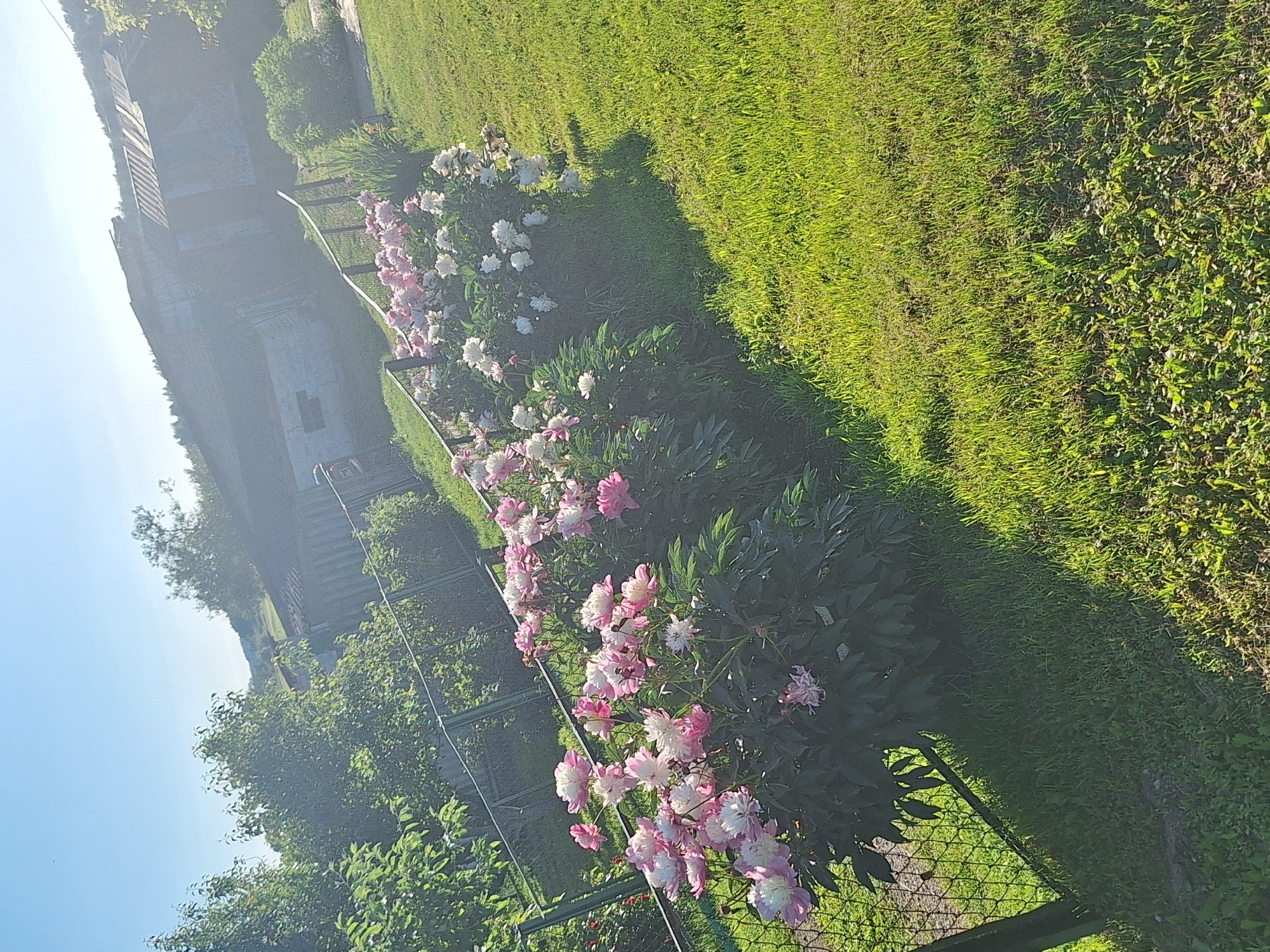 In Цімкавіцкі сельскі Савет, Belarus, this image captures a sunlit outdoor scene dominated by lush green grass and blooming peony bushes. Two clusters of peonies, one predominantly pink and white and the other a mix of pink and white, are visible along a black metal fence. The fence runs diagonally across the lower left portion of the image. Behind the peonies and fence, a weathered structure with a corrugated metal roof is partially visible, suggesting a rural or semi-rural setting. Trees and foliage are present in the background, and the sky is a clear, bright blue with the sun causing some lens flare and a hazy effect on the distant structures. There are no people or animals visible in the frame.