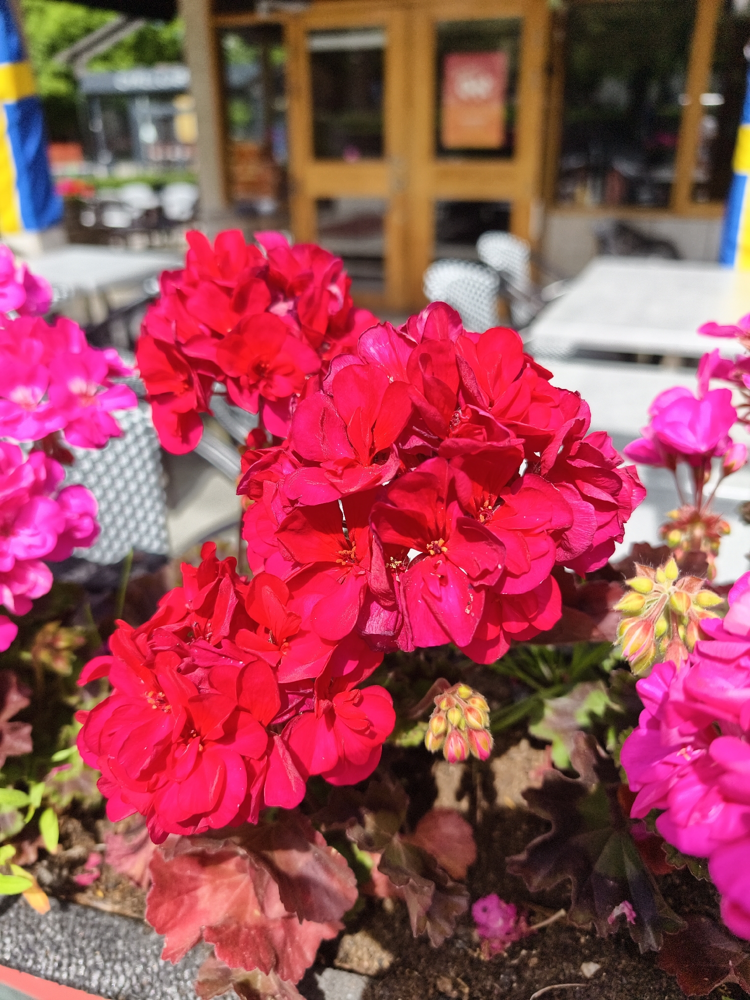 The image shows a close-up of bright red and pink geranium flowers in a planter box. In the background, a building with wooden doors and windows is visible, suggesting an outdoor seating area for a business, possibly a cafe or restaurant. A flag with blue and yellow stripes, resembling the Swedish flag, is partially visible on the left side of the frame. The overall scene indicates an outdoor setting on a sunny day. The location is likely Linköping, Sweden, given the presence of the Swedish flag.