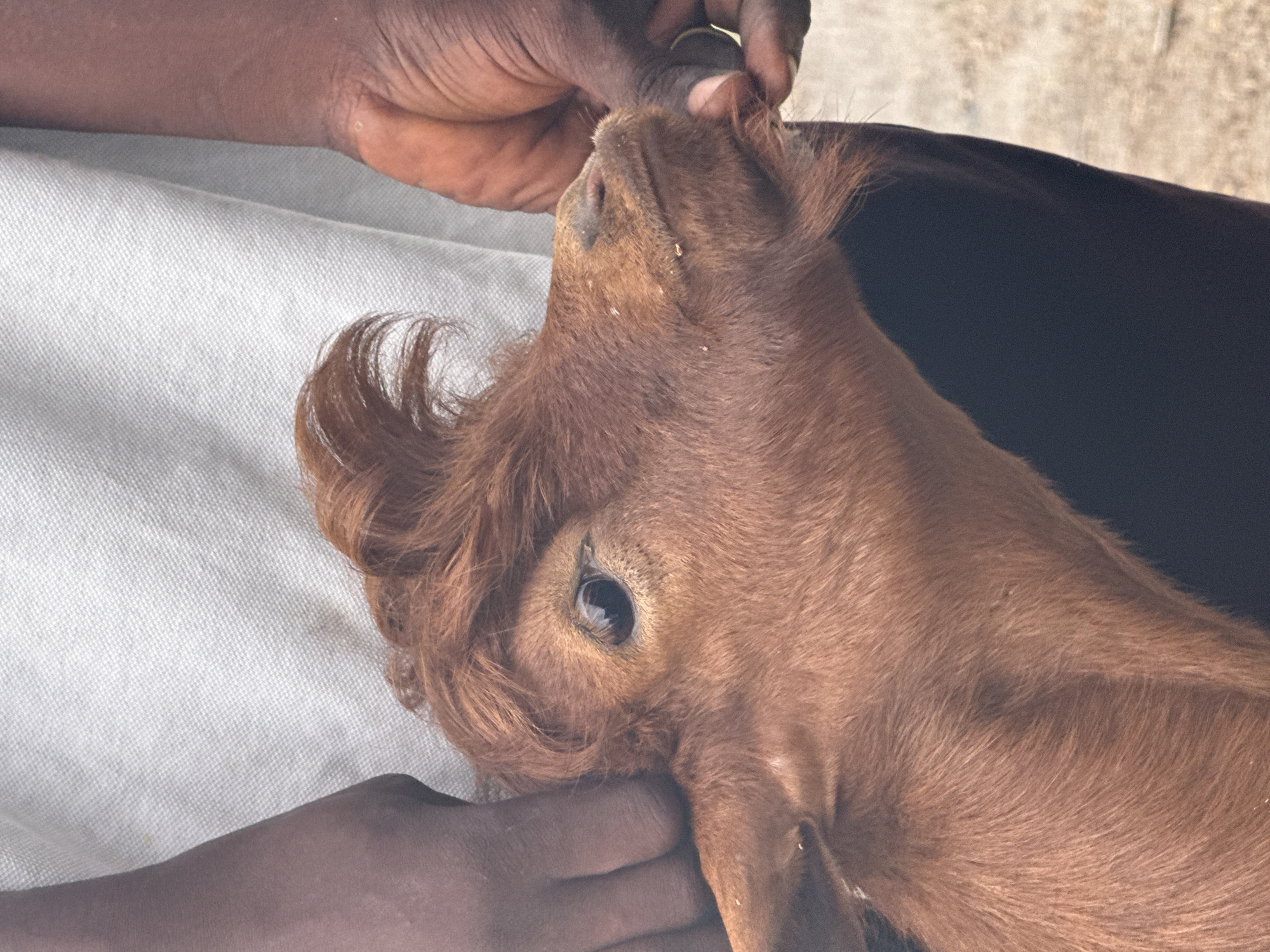 The image presents a close-up, vertical shot of a person tenderly interacting with a young, reddish-brown goat in Igboefon, Nigeria. The person's dark-skinned hands and parts of their forearms are visible, gently holding and stroking the goat's head. One hand is positioned beneath the goat's chin and neck, while the other is near its ear and the top of its head.
The goat, likely a kid, has soft, reddish-brown fur that appears slightly shaggy around its head and ears. Its visible eye features a dark, elliptical pupil and a light-colored iris, directed upwards and slightly away from the camera. Small bits of debris or dirt are noticeable on the goat's nose and fur, suggesting an outdoor environment.
Portions of white, textured fabric, possibly clothing or a blanket, are visible in the lower left of the frame, and a dark fabric or surface is on the right. The background is softly out of focus, revealing a light-colored, earthy texture in the upper right, consistent with an outdoor setting. The scene is illuminated by natural light, indicating it is daytime. There is no visible text in the image. The interaction conveys a sense of calm and affectionate care between the person and the animal.