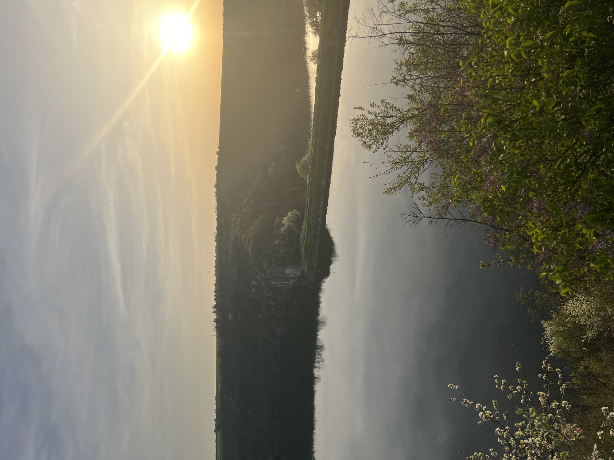 The image presents a serene natural landscape captured during either sunrise or sunset, characterized by warm, soft lighting. The scene encompasses a wide body of water, likely a river, flanked by forested hills and lush foreground vegetation.
A brilliant sun, low in the sky on the left, is the dominant light source, casting a radiant golden glow and a distinct lens flare. The sky transitions from a warm yellow-orange hue near the horizon to a softer, hazy blue, with subtle wispy clouds adding texture.
The tranquil surface of the water stretches horizontally across the middle ground, reflecting the pale sky and light, creating a sense of depth and calm. On the far bank, dark green, densely forested hills or mountains rise gently, appearing somewhat silhouetted against the brighter sky and reflective water. Some lighter patches of foliage and indistinct structural elements might be present on these distant slopes.
In the immediate foreground, on the right side of the frame, verdant foliage with fresh green leaves is prominent. Delicate blossoms are scattered among the branches, with clusters of light purple flowers, possibly lilacs, and sprays of white flowers, enhancing the natural beauty of the scene.
No people are visible. The overall atmosphere is peaceful and natural. The location is set in Pleven, Bulgaria.