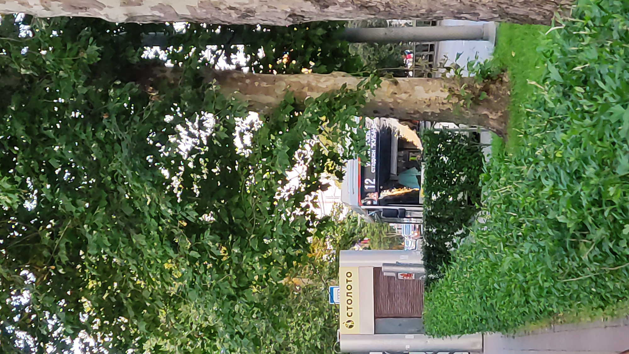 The image depicts a street scene in Krasnodar, Russia, likely near a bus stop. In the foreground, a neatly trimmed green hedge lines a sidewalk. To the left, a small kiosk with a yellow sign displaying "СТОЛОТО" is visible. Behind the kiosk and hedge, a bus with the number "12" clearly displayed on its front is stopped. The bus has advertisements on its side, including text that appears to be in Russian. Several trees with lush green foliage are present, casting shadows on the scene. Sunlight filters through the leaves, suggesting it is daytime. In the background, other vehicles and buildings can be seen, indicating a moderately busy urban environment. There are no clear individuals in focus, though some blurred figures are present in the distance near the bus. The overall impression is of a typical urban public space with transportation and commercial elements.