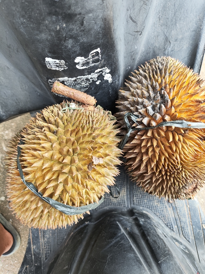 Two large, spiky durian fruits are the central subjects of the image, resting on a textured, dark gray or black surface, most likely the footwell of a scooter or motorcycle. The durian on the left is predominantly yellowish-brown and is cinched with a green plastic or rope tie. The fruit on the right displays similar spiky features and color, though some areas appear slightly darker or more weathered, and it is also secured with a similar green tie. A small, brown, woody stem or stick lies horizontally between the two fruits.
The scene depicts an everyday activity, possibly the transport or temporary placement of the durians on a vehicle. The lighting is bright, suggesting daytime conditions and an outdoor setting. The black surface shows visible wear, scuff marks, and some white residue, indicative of regular use. In the bottom-left corner, part of a person's foot, clad in a dark sandal or flip-flop, is visible, implying human presence and interaction with the fruits or vehicle. Faint white markings, likely remnants of old stickers or labels, are present on the black surface above the durians, but any text on them is illegible due to wear and the image's resolution. The overall context suggests a typical scene in a tropical region like Selagai Lingga, Indonesia, where durians are a popular fruit and scooters are a common mode of transport.