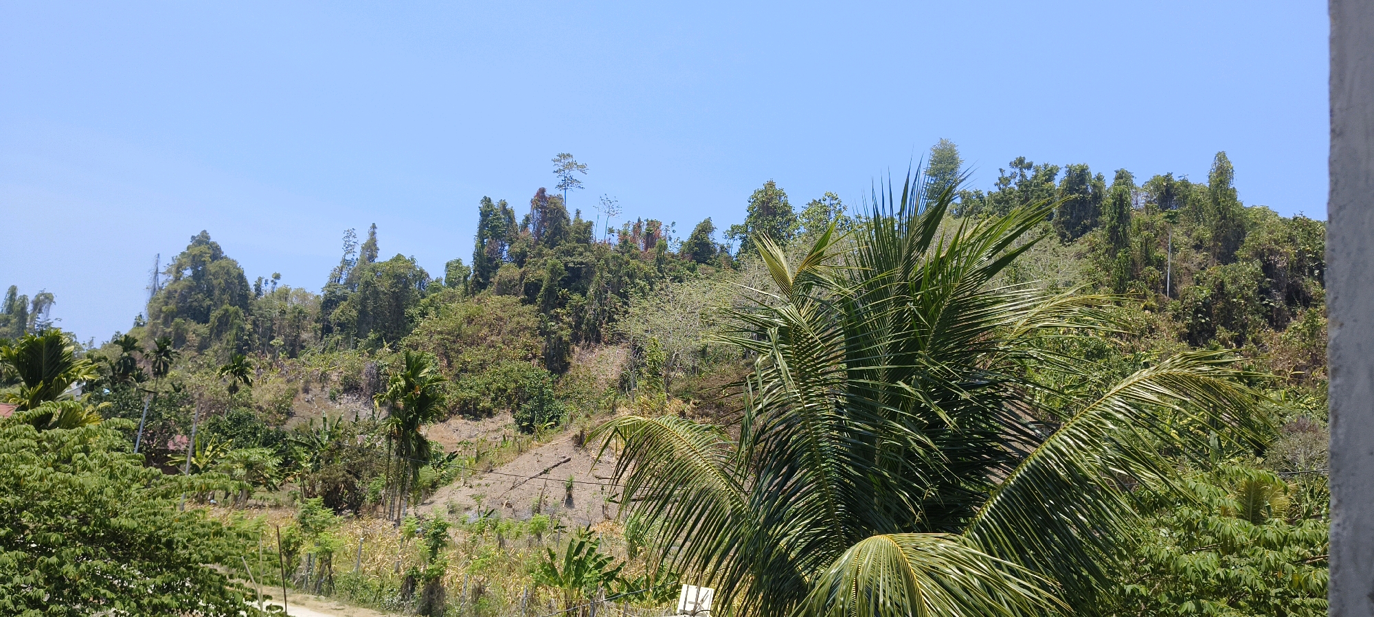 The image depicts a lush, hilly landscape under a clear blue sky, likely in or near Waisai, Indonesia. The foreground is dominated by the fronds of a large palm tree, its green leaves creating a vibrant, textured canopy. Beyond the palm, the terrain slopes upwards, covered in dense vegetation. A mix of trees, some tall and slender, others more bushy, blanket the hillside, with patches of dry, rocky ground visible between them. In the distance, the hilltops are crowned with a thick, verdant forest, hinting at a tropical environment. There are no people or animals visible in the scene. The overall impression is one of natural, untamed beauty, typical of coastal regions in Southeast Asia.