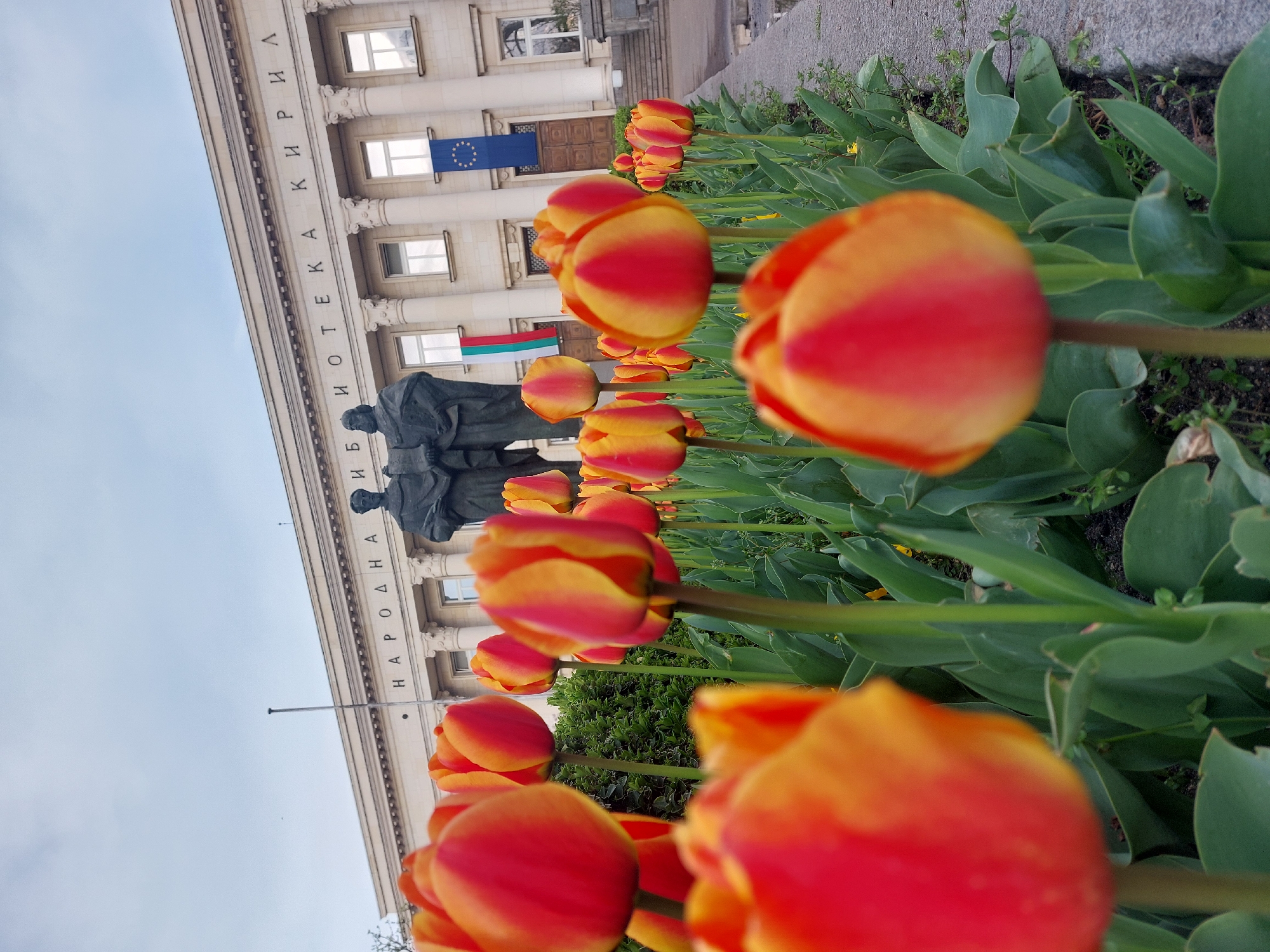 An outdoor photograph, rotated 90 degrees counter-clockwise, captures a vibrant spring scene featuring a prominent building and a row of colorful tulips.
In the foreground, a bed of red and yellow/orange tulips stretches across the frame. Many of the tulips are in full bloom, with those closer to the camera appearing softly blurred and others in the midground sharply focused. Their broad green leaves and stems are clearly visible.
Behind the tulips, a large, classical-style building with multiple stories and numerous columns dominates the background. Along the upper facade of the building, the Cyrillic text "НАРОДНА БИБЛИОТЕКА КИРИЛ" (National Library Kiril) is clearly visible. Two flags hang from the building: the blue flag with yellow stars of the European Union, and the white, green, and red horizontal striped flag of Bulgaria. In front of the building and partially obscured by the tulips, a dark-colored statue of two human figures, depicted in academic or clerical attire, stands side-by-side. The sky above is bright and appears overcast, indicating daytime. The scene evokes a pleasant day at a significant cultural landmark.