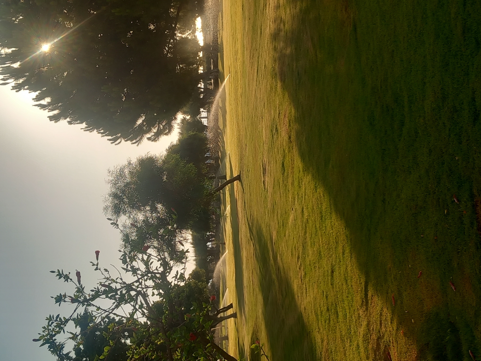 The image depicts a park-like setting with a large expanse of green grass. Several trees are present, including a large pine tree on the right and leafy trees on the left. Sprinklers are actively watering the grass in the mid-ground. The sun is shining brightly, creating lens flare through the branches of the pine tree. The sky is clear and light. The scene suggests a warm, sunny day, likely in the morning or late afternoon due to the angle of the sunlight. The location is identified as Kos, Greece.