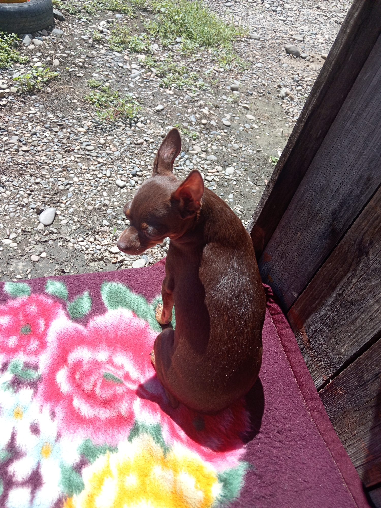In Novopokrovka, Russia, a small, brown Chihuahua dog is perched on a burgundy blanket with a floral pattern. The dog is facing away from the camera, looking to its left with its head tilted. The blanket is situated on a wooden surface, likely part of a bench or porch, which is adjacent to a rough, gravelly area dotted with sparse vegetation and a discarded tire. The scene is illuminated by bright sunlight, casting distinct shadows.