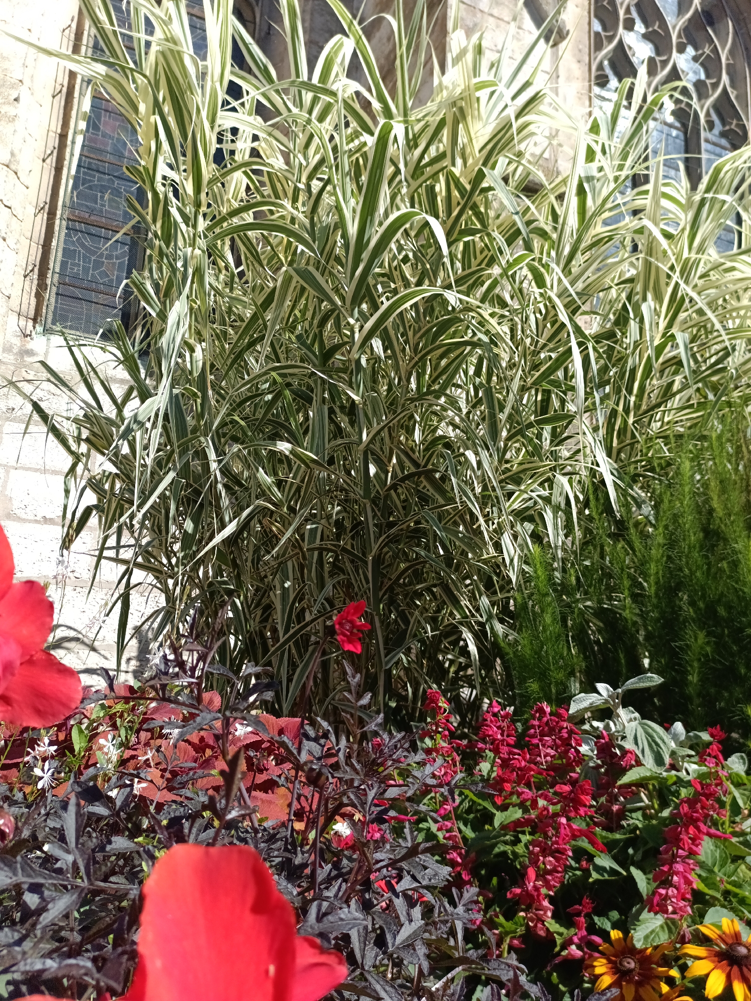 The image depicts a sunlit garden with a variety of plants, including tall, striped ornamental grass, dense green foliage, dark red and black-leafed plants, and clusters of red flowers. In the background, a stone building with a stained-glass window is visible. The scene appears to be in a courtyard or garden area in Le Neubourg, France, given the architectural style of the building. No people are present in the image, and the focus is on the natural elements and the surrounding architecture. The lighting suggests it is daytime, likely late morning or afternoon, with clear skies. The plants are healthy and vibrant, indicating a well-maintained garden. The stained-glass window has an intricate, possibly Gothic, design.