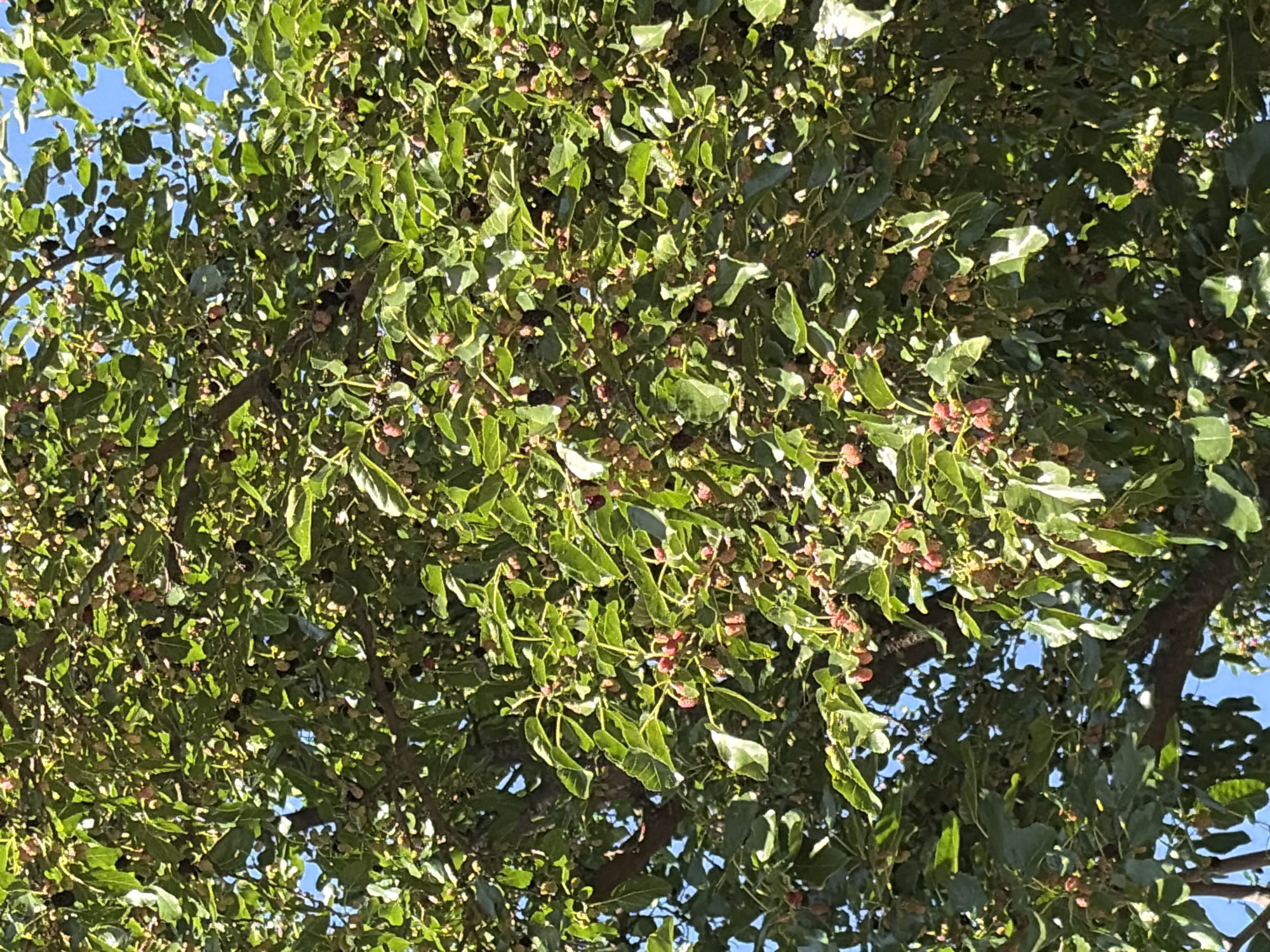 This image shows a close-up view of a mulberry tree laden with ripe mulberries. The mulberries are a mix of red and dark purple, indicating they are at different stages of ripeness. They are clustered among the tree's lush green leaves, some of which are illuminated by sunlight, creating a dappled effect. The branches of the tree are visible, with a few darker, thicker branches providing structure. The sky is visible in patches through the foliage, appearing a bright blue. The scene is natural and appears to be outdoors in a sunny environment. There are no people, animals, or man-made structures clearly discernible in the image. Without further context or identifying features, it is impossible to pinpoint this specific location within the city of Chernihiv, Ukraine.