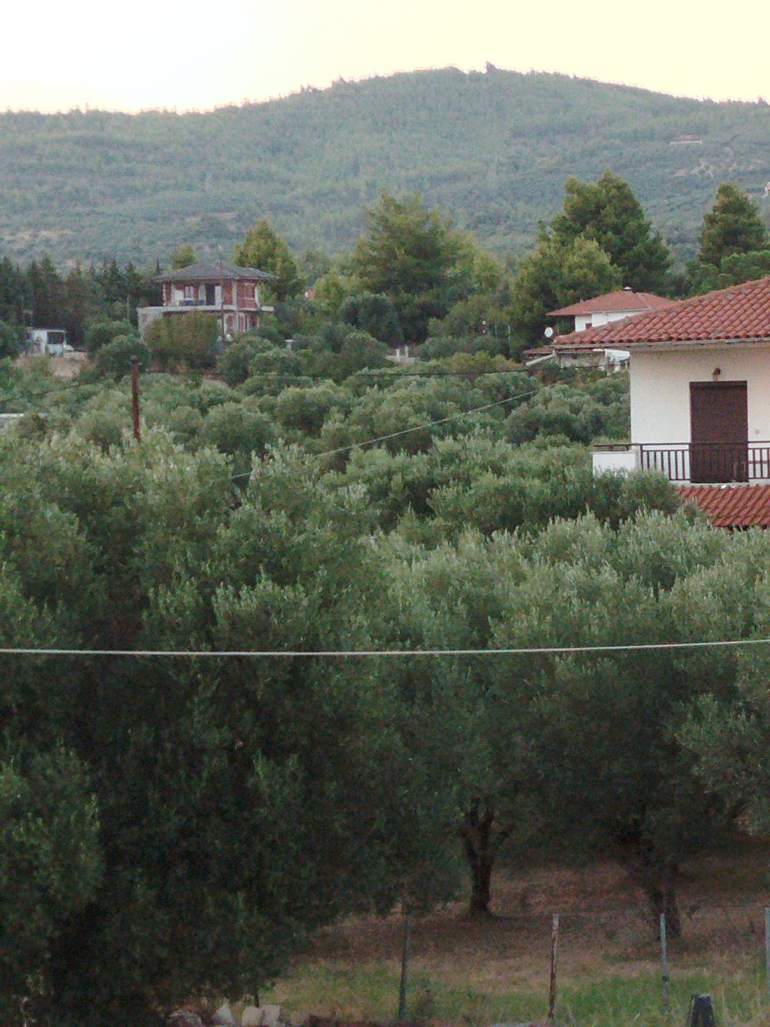 The image depicts a rural landscape with olive groves in the foreground and middle ground. A two-story building with a red-tiled roof and white walls is visible on the right side of the frame, featuring a dark-colored door and a balcony with a railing. Further back, a distinct, octagonal-shaped building with a red facade and a flat roof can be seen amidst the trees, along with a white mobile home or small structure to its left. A densely wooded hill with sparse vegetation forms the backdrop. The sky is overcast and light-colored, suggesting either dawn or dusk. The scene is located in the Sithonia Municipal Unit, Greece, characterized by its Mediterranean vegetation and hilly terrain. There are no people or animals visible in the image. The overall impression is one of a tranquil, semi-developed rural area.
