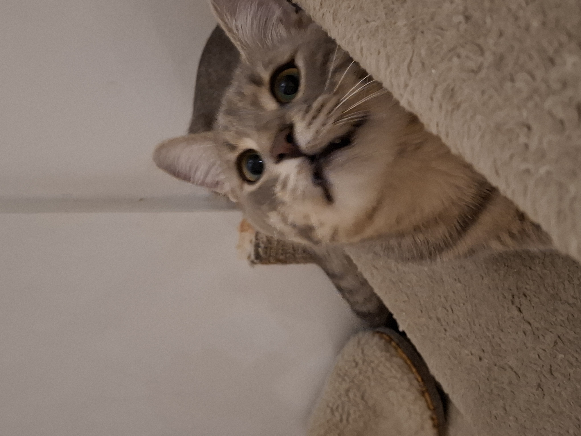 A domestic shorthair cat with grey tabby markings and green eyes is the subject of this image. It is looking upwards and slightly to the right with its mouth slightly open, revealing its teeth and tongue. The cat is resting on a textured, light brown surface that appears to be a blanket or cat bed. In the background, a portion of a slipper with a similar texture is visible on the left, and a cat scratching post made of woven material is on the right. The wall behind the cat is a neutral, off-white color. The overall scene suggests an indoor domestic setting. The image was taken in Zemun Urban Municipality, Serbia.