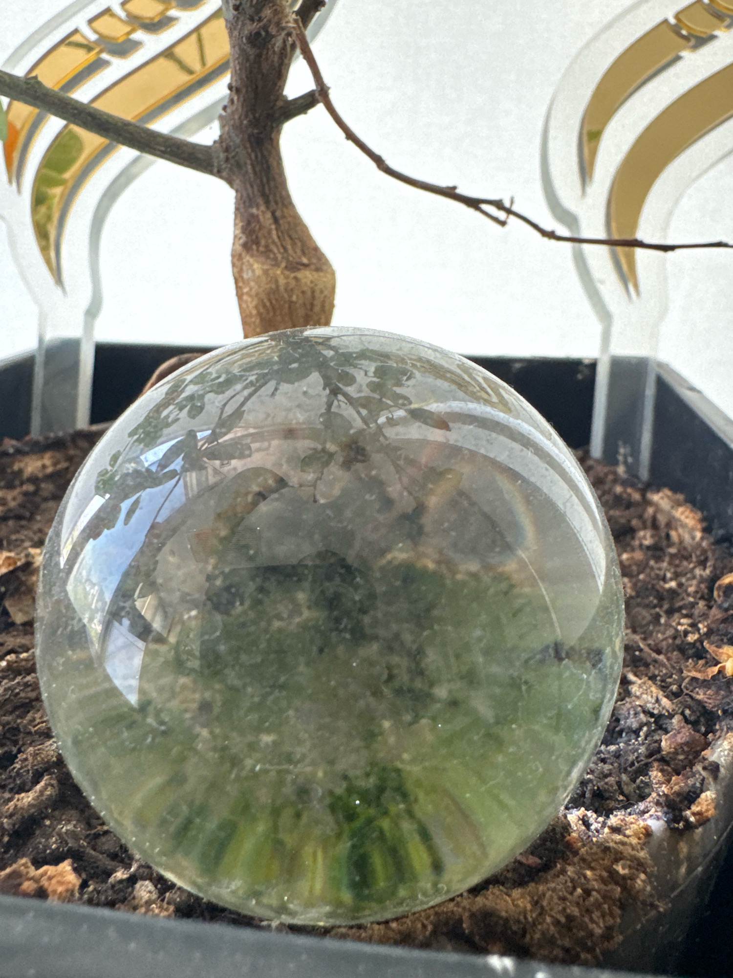 An ornamental glass orb, reflecting a plant and its surroundings, is placed in a black plastic pot filled with soil and bark. A thin, brown plant stem emerges from the pot, with bare branches extending upwards and to the right. In the background, out of focus, are decorative elements with gold accents and a white background, possibly from an indoor setting or a display. The scene is likely indoors, given the artificial lighting and the controlled environment suggested by the pot and decorative elements. No specific location within Almaty, Kazakhstan can be determined from the image.
