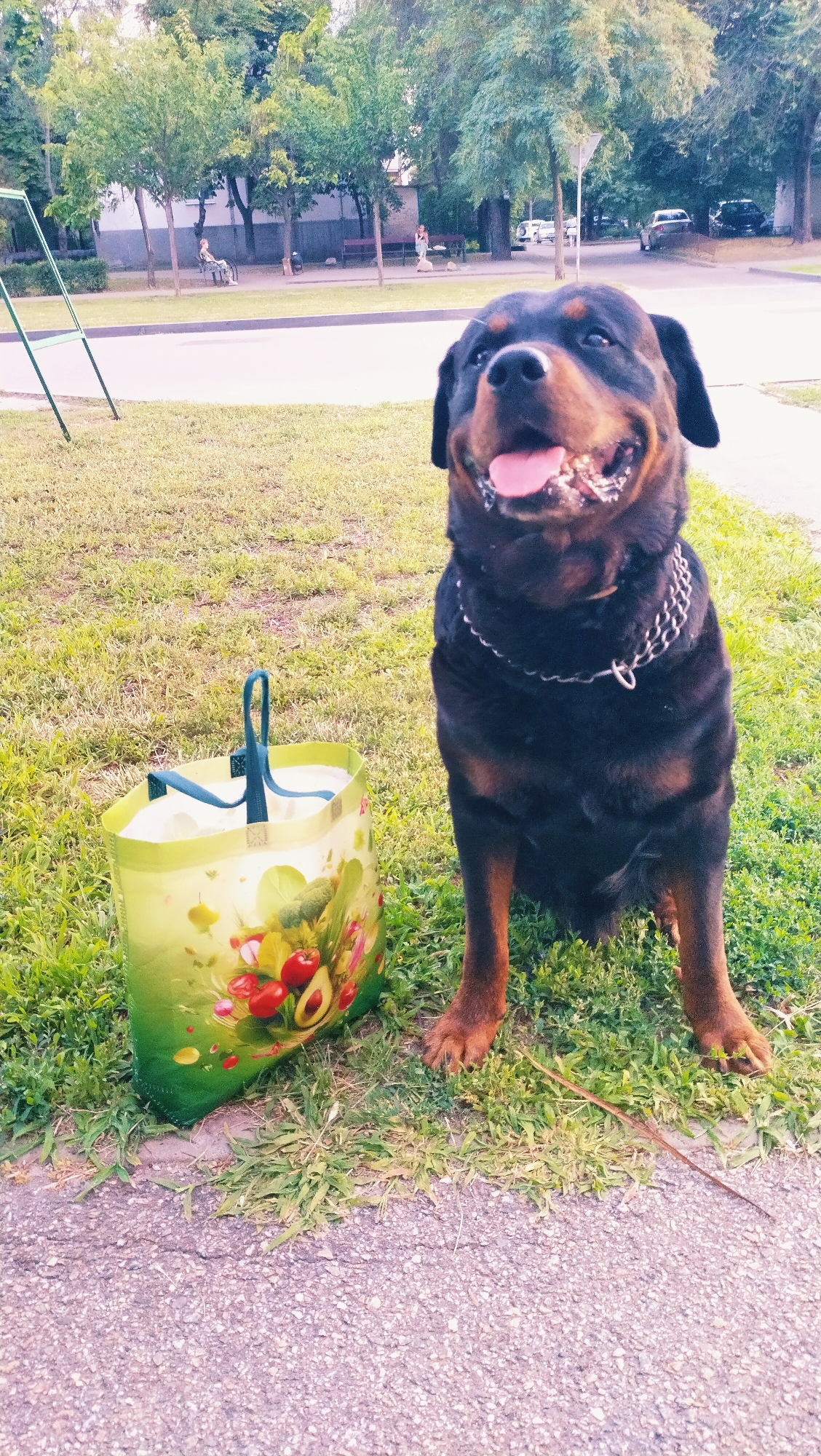 A rottweiler sits on a grassy area beside a paved walkway. The dog has a thick, silver chain collar and is looking up and to the left, with its mouth open and tongue visible. Next to the dog is a green reusable shopping bag with a pattern of fruits and vegetables. In the background, trees line a street with parked cars and a few people are visible in the distance, some sitting on benches. The overall setting appears to be a park or public area in the city of Horishni Plavni, Ukraine.