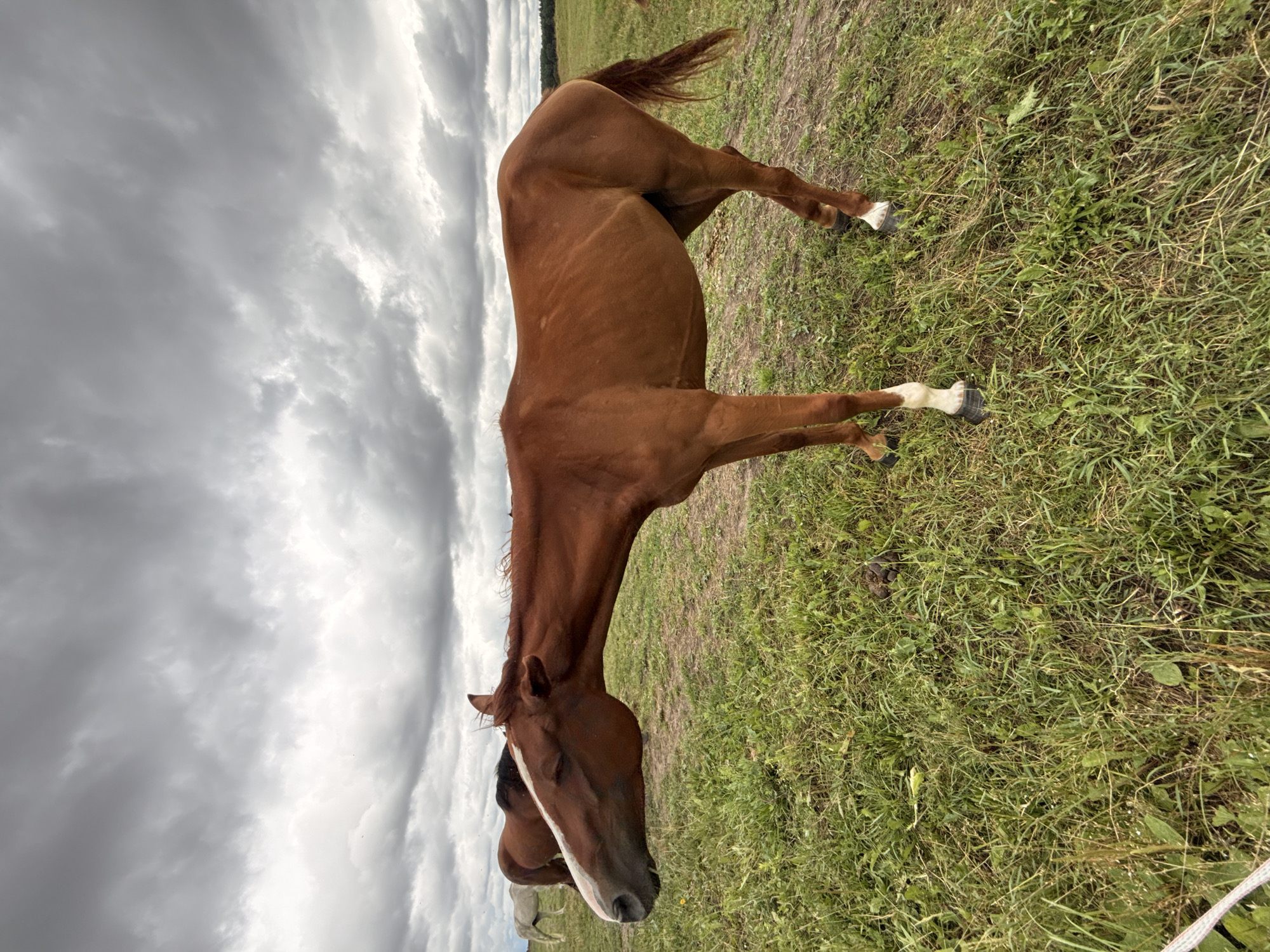 A brown horse with white socks on its hind legs stands in a grassy field under a cloudy sky. The horse is facing to the left, with its head lowered slightly. The field is covered in green grass with some patches of dry earth. In the background, there is a line of trees and more cloudy sky. The overall scene suggests a natural, rural setting. The time of day is indeterminate due to the overcast conditions, but it appears to be daytime. The weather is cloudy, possibly indicating an approaching storm or just a typically overcast day. There are no people or specific objects of interest besides the horse and the natural landscape. The image was taken in Galinė, Lithuania. There is no visible text in the image.
