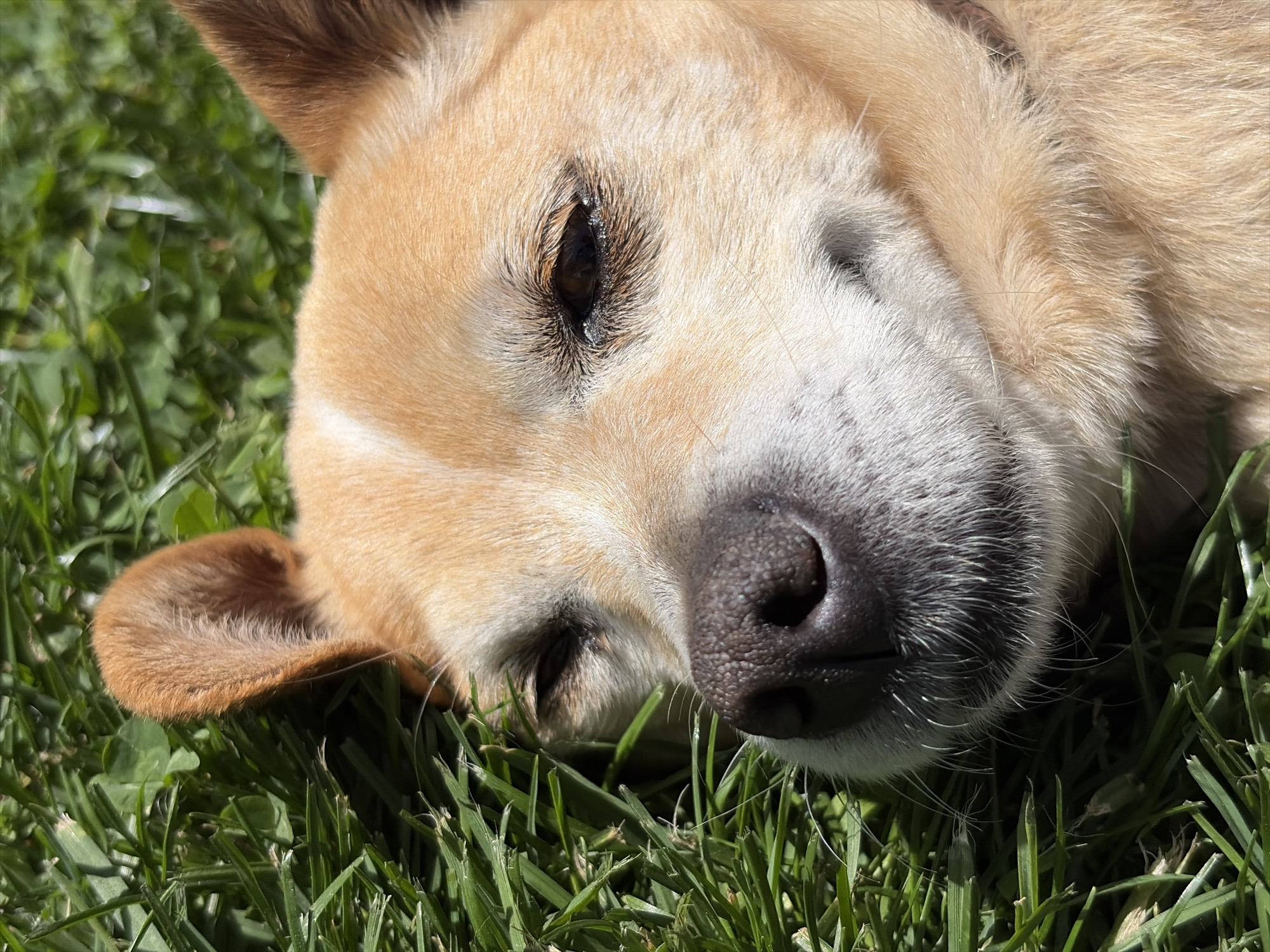 A close-up, diagonal shot shows a light brown dog resting on lush green grass under bright sunlight. The dog's head occupies most of the frame, tilted with its right side facing upwards. Its fur is a mix of tan and lighter cream colors, with prominent white fur around its muzzle and chin. The dog's dark, textured nose is visible in the foreground, slightly to the right of the center. Its right eye is dark and appears partially closed, suggesting sleepiness or contentment. Long, dark eyelashes frame the eye. A single floppy ear, matching the tan fur, is visible on the lower left side of the frame, pressed against the grass. The grass blades are sharply defined in the foreground and soften into a bokeh effect in the background, indicating shallow depth of field. The strong light and visible shadows suggest it is daytime, likely a sunny morning or afternoon. No specific location cues other than green grass are present, implying a park, yard, or similar outdoor setting. The dog appears peaceful and relaxed. There is no visible text in the image.