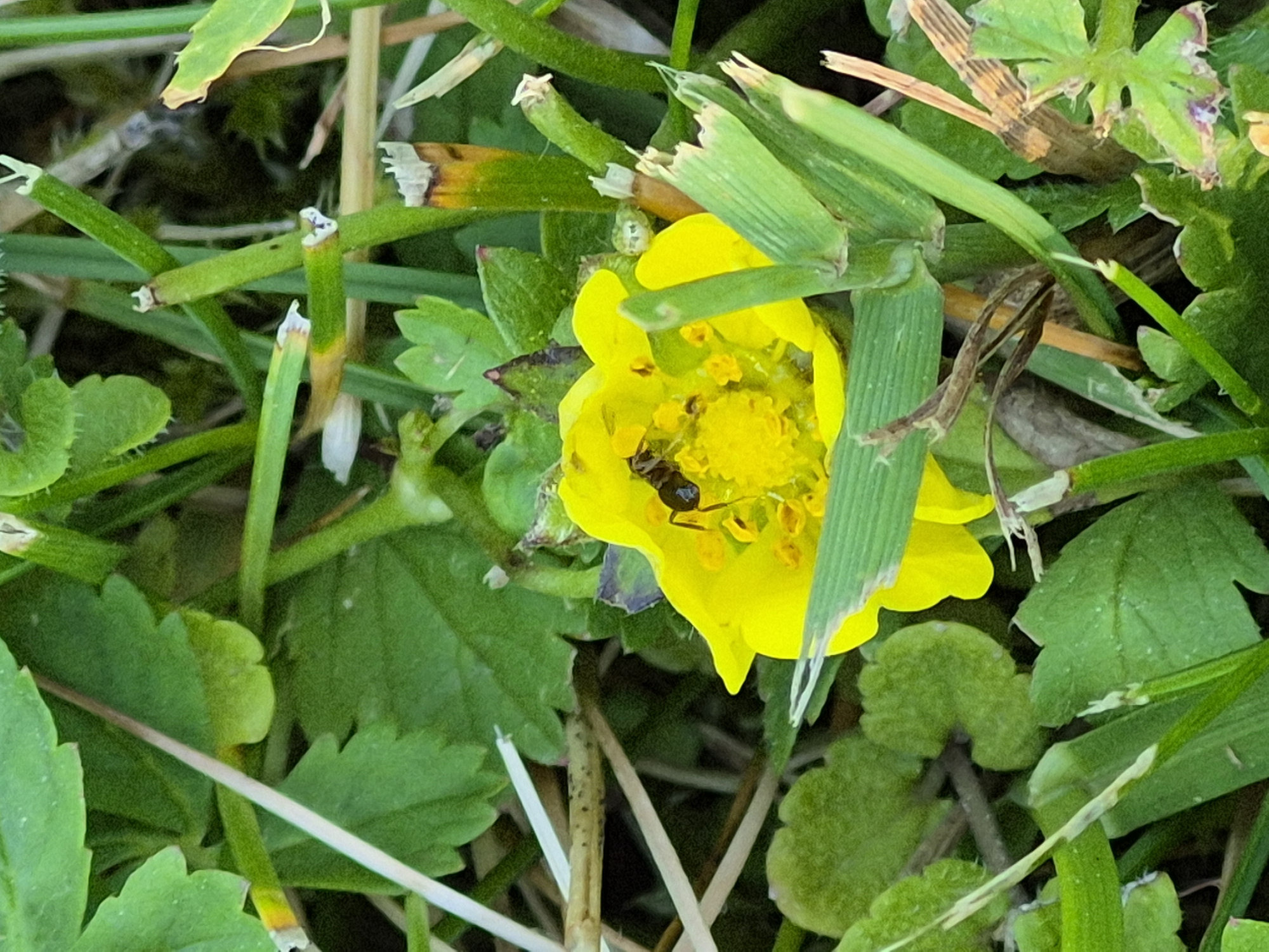 A close-up, eye-level shot shows a black ant on a bright yellow flower. The ant is positioned on the flower's stamens, which are a vibrant yellow. The flower's petals are a rich yellow hue. The surrounding environment is filled with lush green grass and other vegetation, some of which is brown and dry. The lighting suggests it is daytime, with the sun illuminating the scene from above. The image is sharp and detailed, allowing for clear observation of the ant's features and the flower's textures.