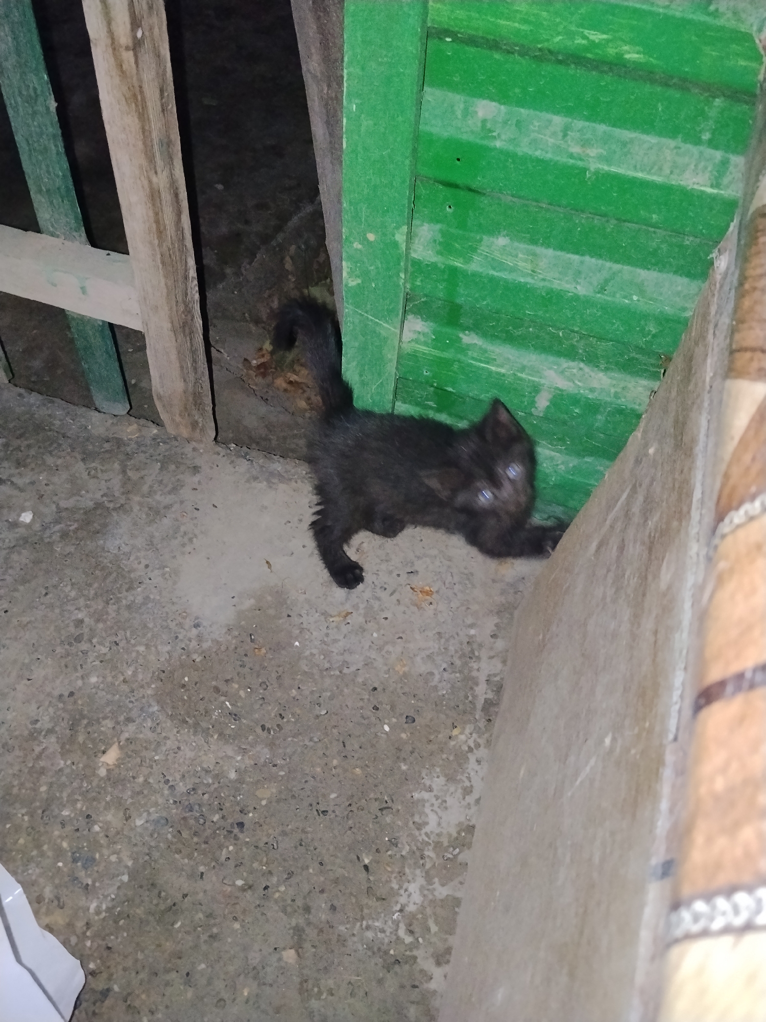 A black kitten with blue eyes is crouched on a concrete ground. The kitten is facing the camera and appears to be in a defensive posture, with its front paws extended and claws out. Behind the kitten is a green wooden fence. To the left of the fence is a wooden structure. The scene is outdoors and appears to be in a somewhat neglected area. There are no people visible in the image. This scene does not have any specific indicators of being in Bukhara, Uzbekistan, and appears to be a generic outdoor setting.