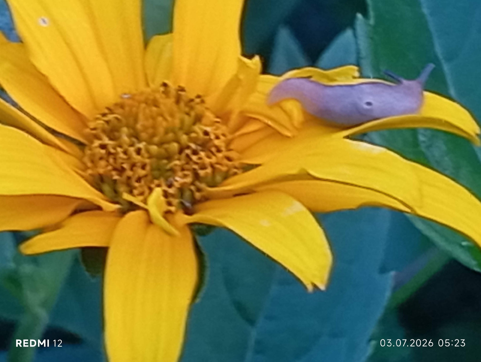A close-up shot showcases a yellow flower with a purple slug resting on one of its petals. The background is blurred, with hints of green foliage and a teal-colored surface, possibly a wall or fabric. A timestamp "03.07.2026 05:23" and the text "REDMI 12" are visible in the bottom right and left corners of the image, respectively. The scene is outdoors, with natural lighting. The location is stated to be in Brovary, Ukraine.
