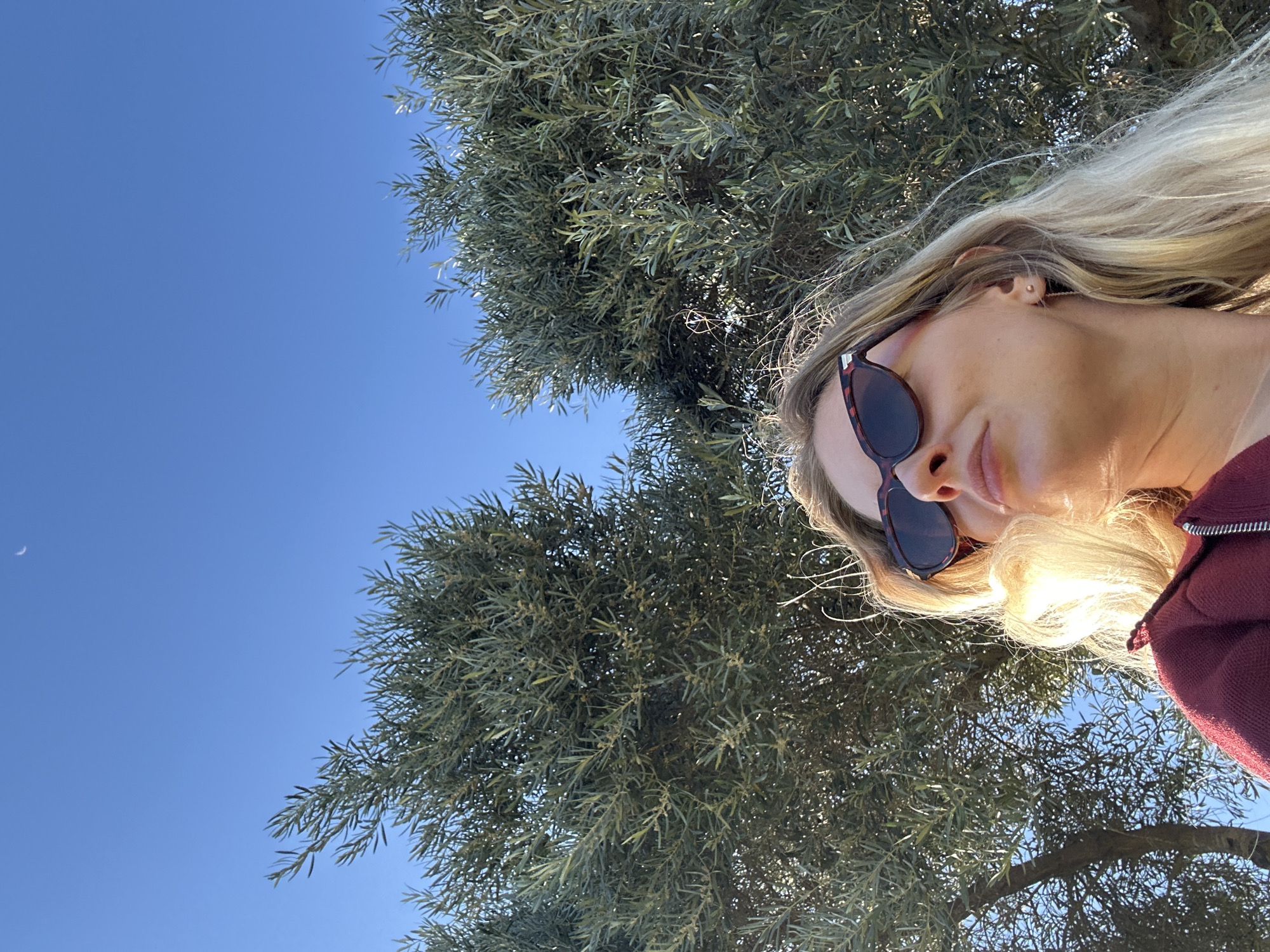 This media file displays a portrait-oriented selfie, rotated 90 degrees clockwise, giving it a landscape appearance with the sky on the left. The scene captures a bright outdoor moment, likely in Raanana, Israel, given the provided location context.
In what would be the bottom right corner of an upright frame (appearing on the right side in the rotated image) is a woman. Her head and upper torso are visible, with her face slightly angled towards the camera, illuminated by bright sunlight. She has long, flowing blonde hair that cascades down and to the left in the rotated view, catching the light. She wears dark, tortoiseshell-patterned sunglasses. A burgundy top or jacket is visible on her shoulder.
Above and behind the woman, filling the upper left and central parts of an upright frame (appearing on the left and center in the rotated image), is the dense, green foliage of a large tree. The narrow, elongated leaves suggest it might be an olive tree, common in Mediterranean climates like Israel, providing a textured natural backdrop.
The background, primarily in what would be the top left of an upright frame (occupying the left side of the rotated image), is a clear, vivid blue sky. A faint, thin crescent moon is subtly visible in the upper-left corner of the sky, indicating that the photo was taken during daytime, possibly early morning or late afternoon. The overall impression is one of sunny and clear weather. No visible text is present in the image.