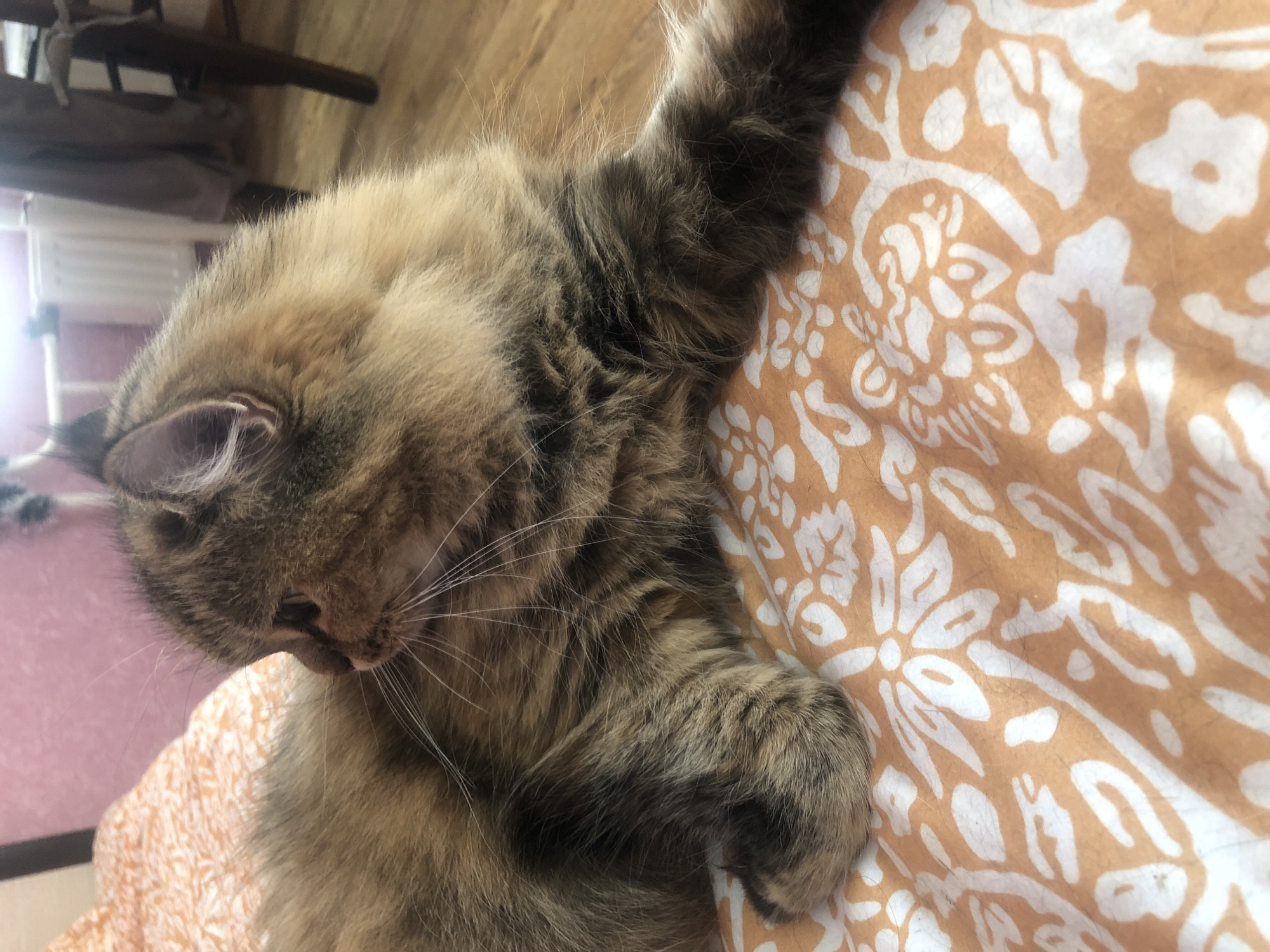 A long-haired, brown tabby cat is lying on a bed with an orange and white floral patterned sheet. The cat is facing to the left, with its head turned slightly towards the viewer. Its fur is a mix of brown, black, and gold. The cat's paws are tucked underneath its body. The background is blurred, but it appears to be an indoor setting with a wooden floor and furniture. The lighting is natural and soft.